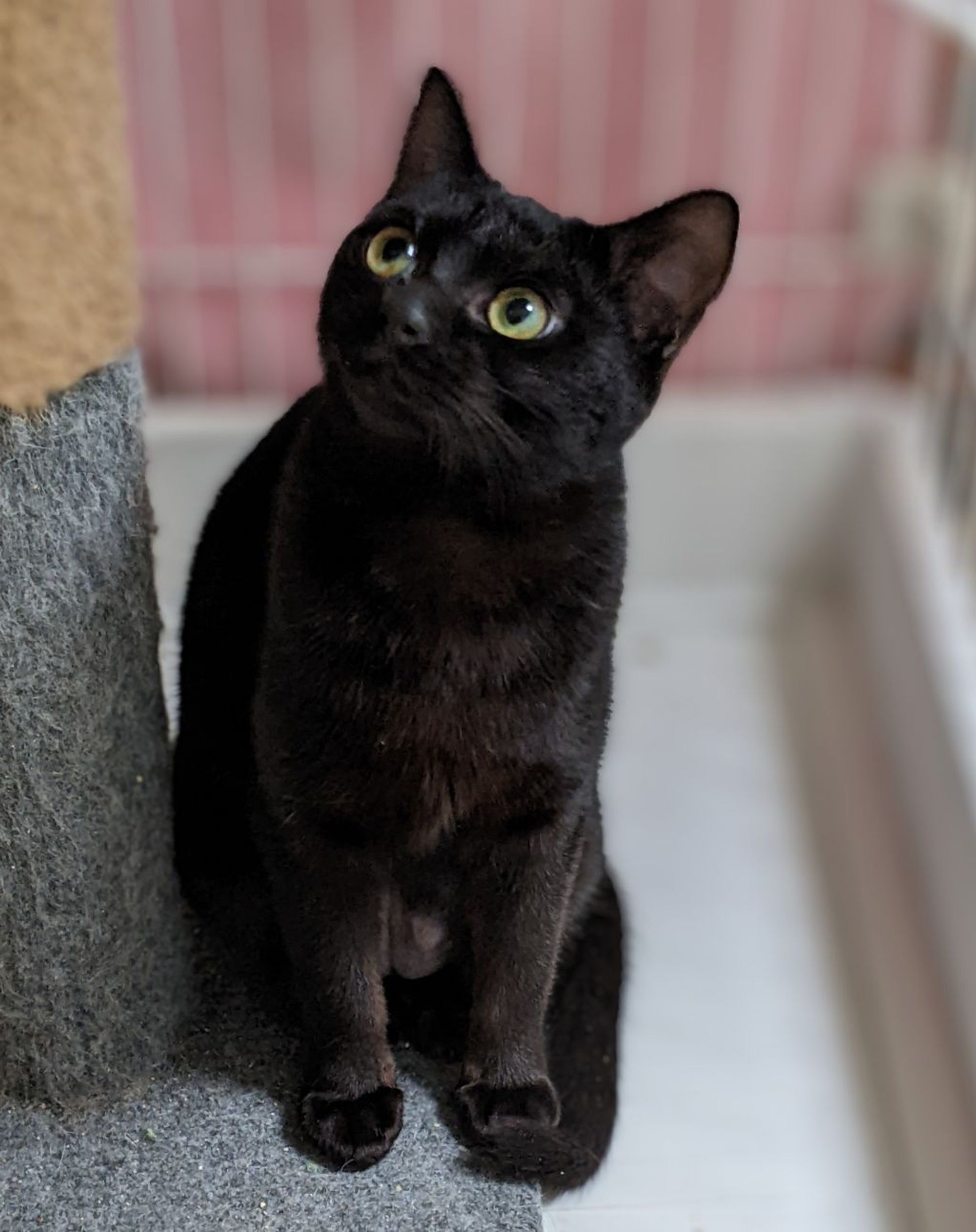 雑種（ミックス猫）・メスの里親募集の写真