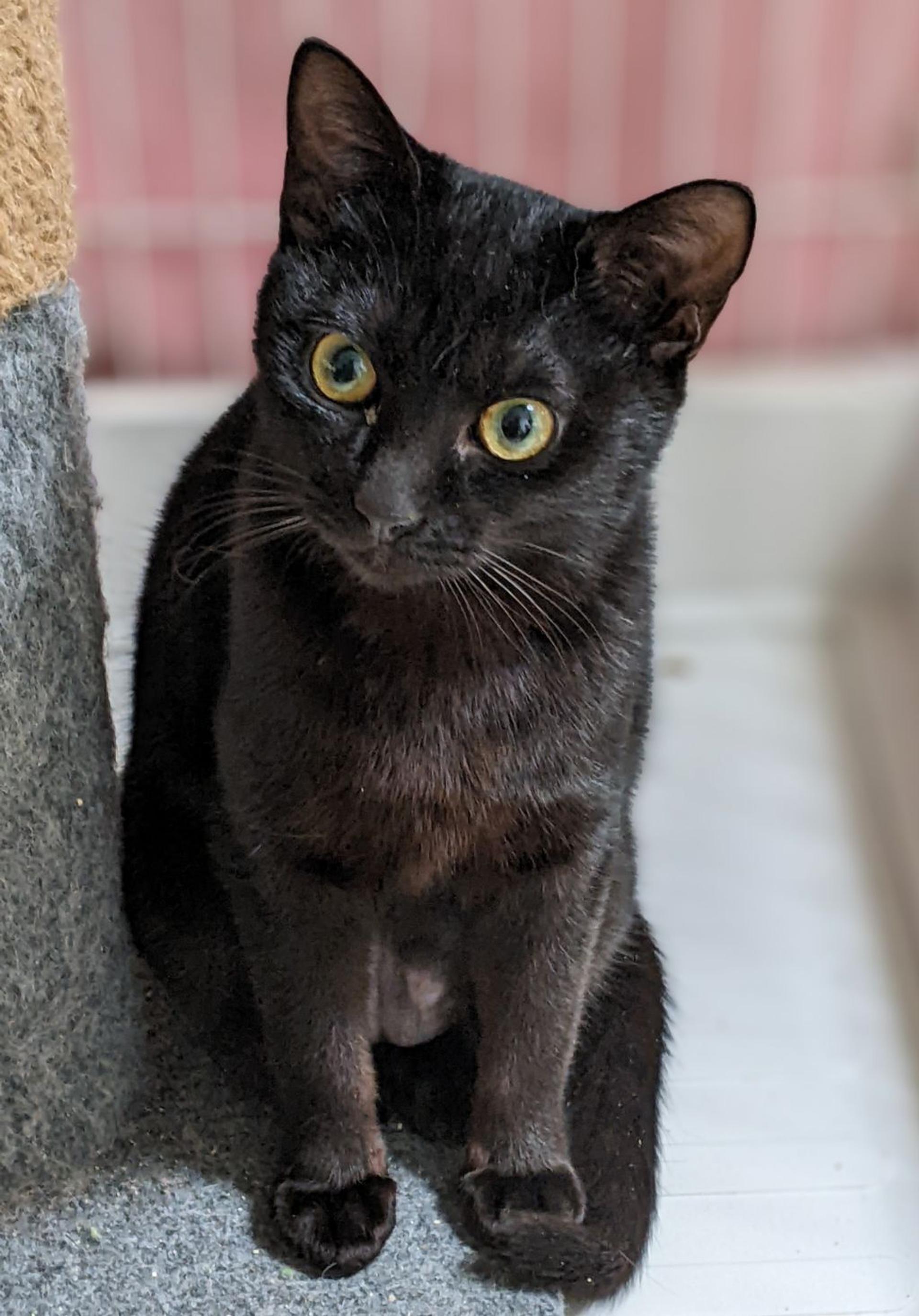 pet-image-2