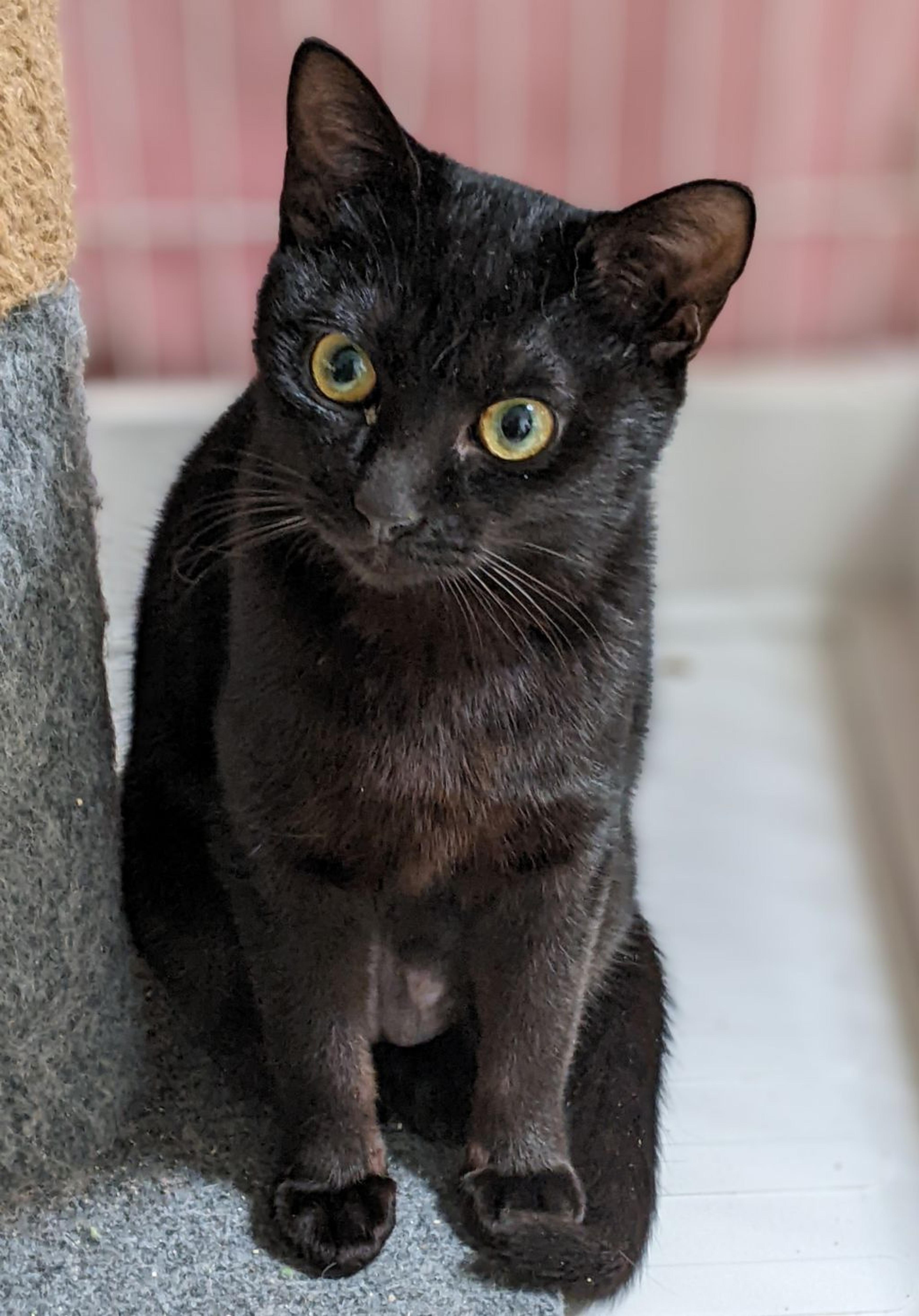 pet-image-2