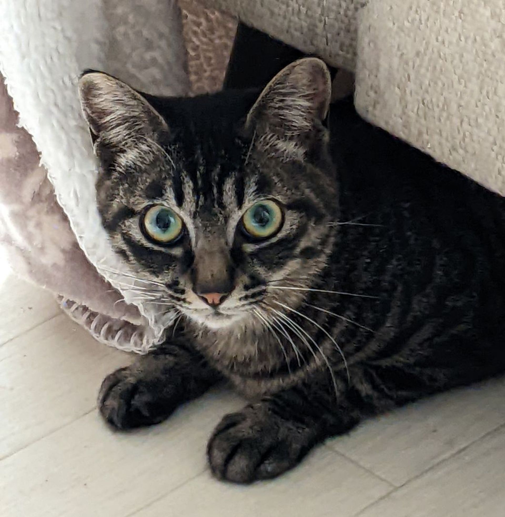 雑種（ミックス猫）・メスの里親募集の写真