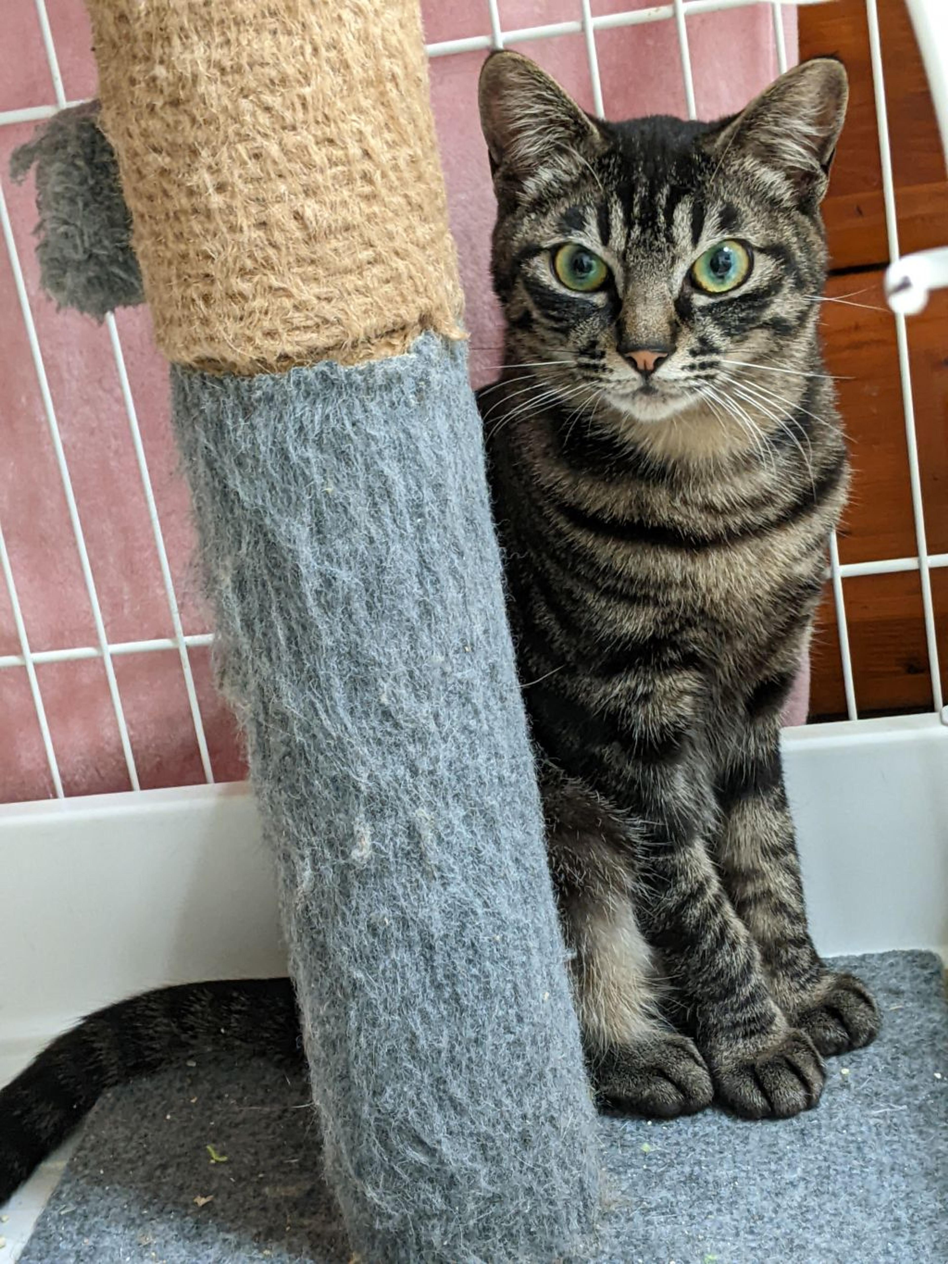 pet-image-3