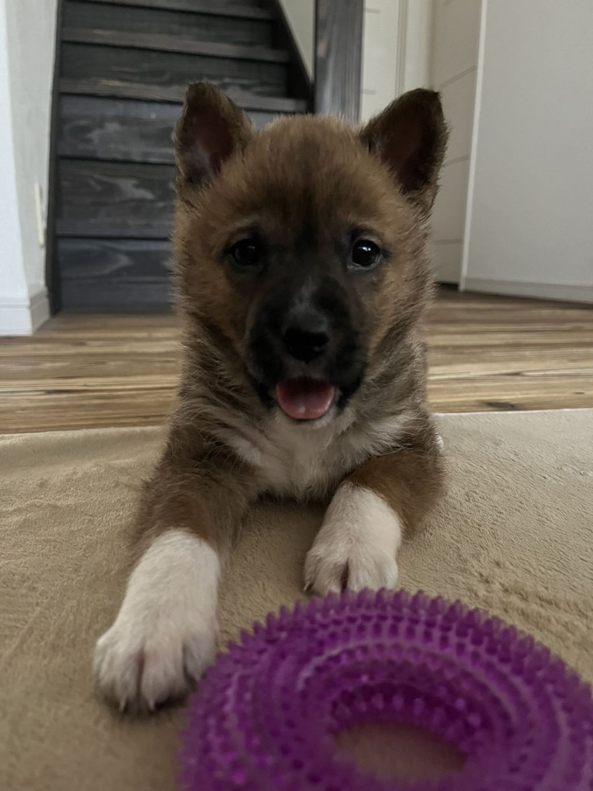 雑種（ミックス犬）・オスの里親募集の写真