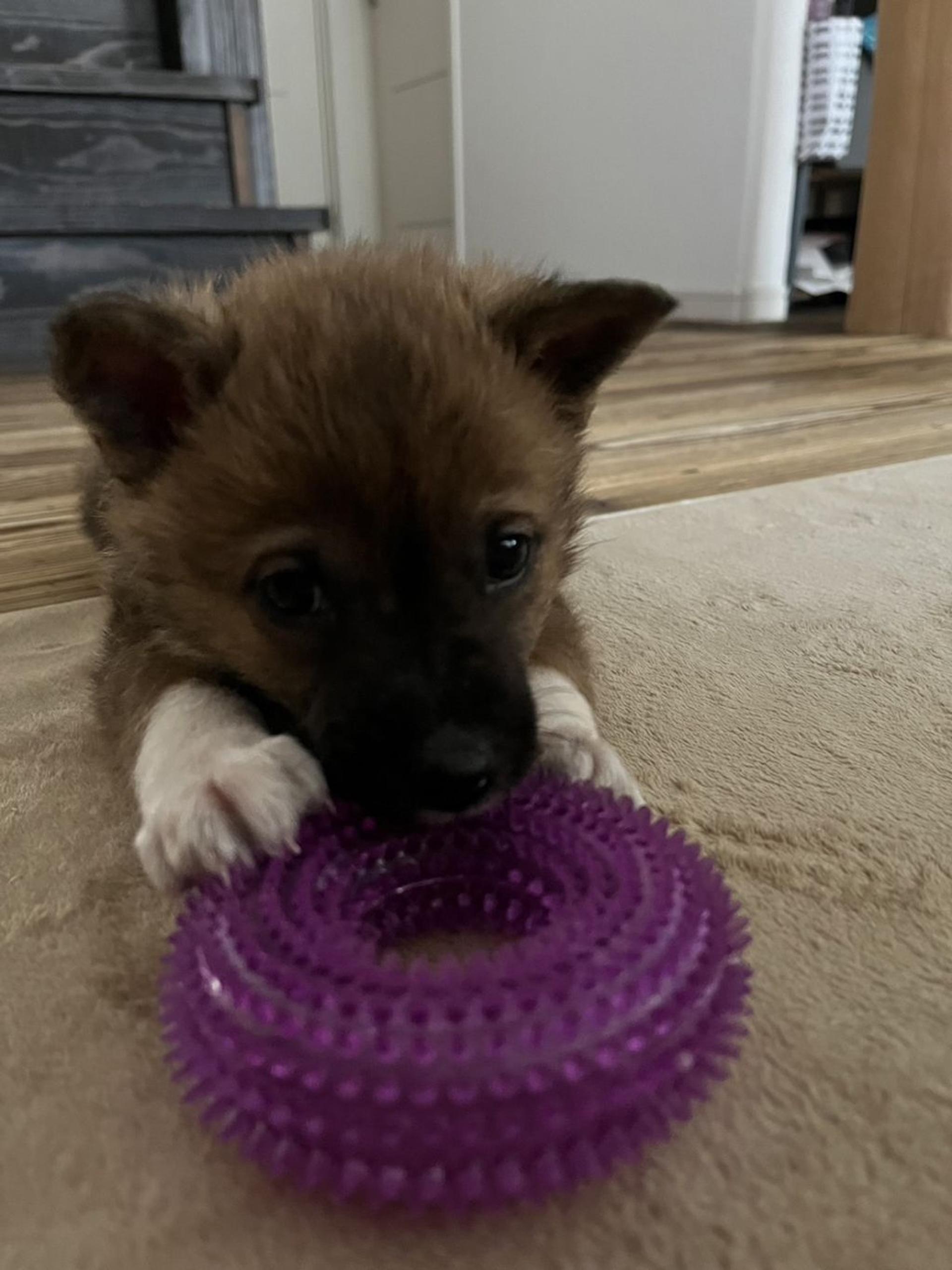pet-image-2
