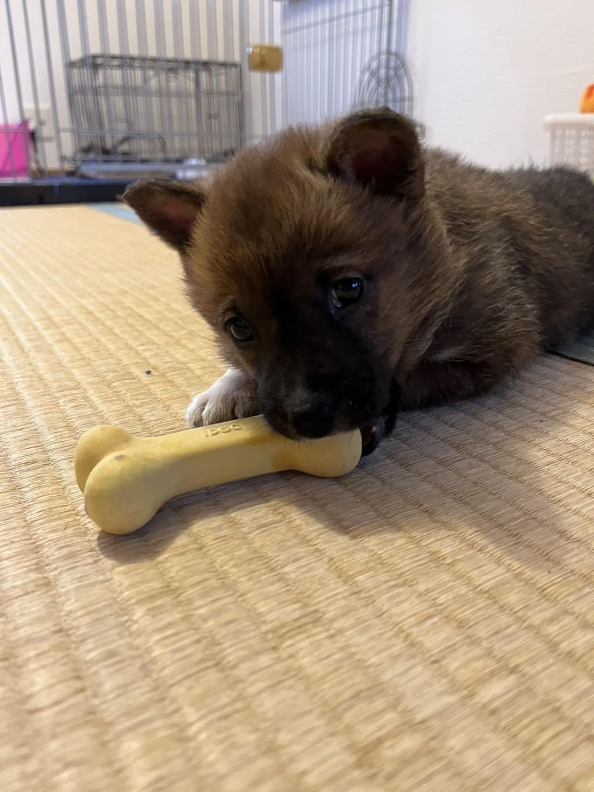 pet-image-3