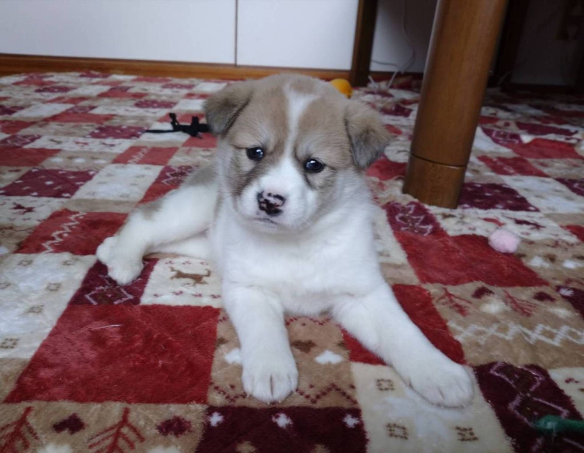 雑種（ミックス犬）・オスの里親募集の写真