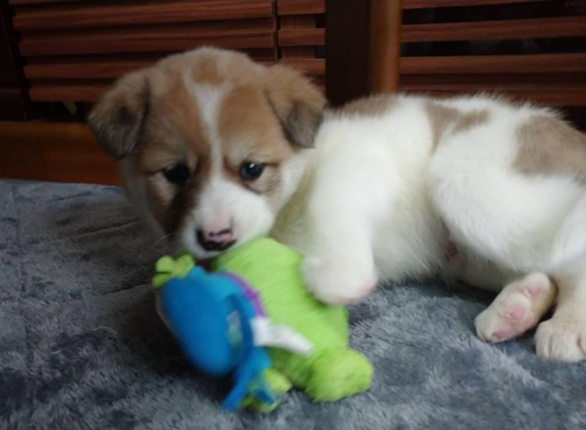 pet-image-3