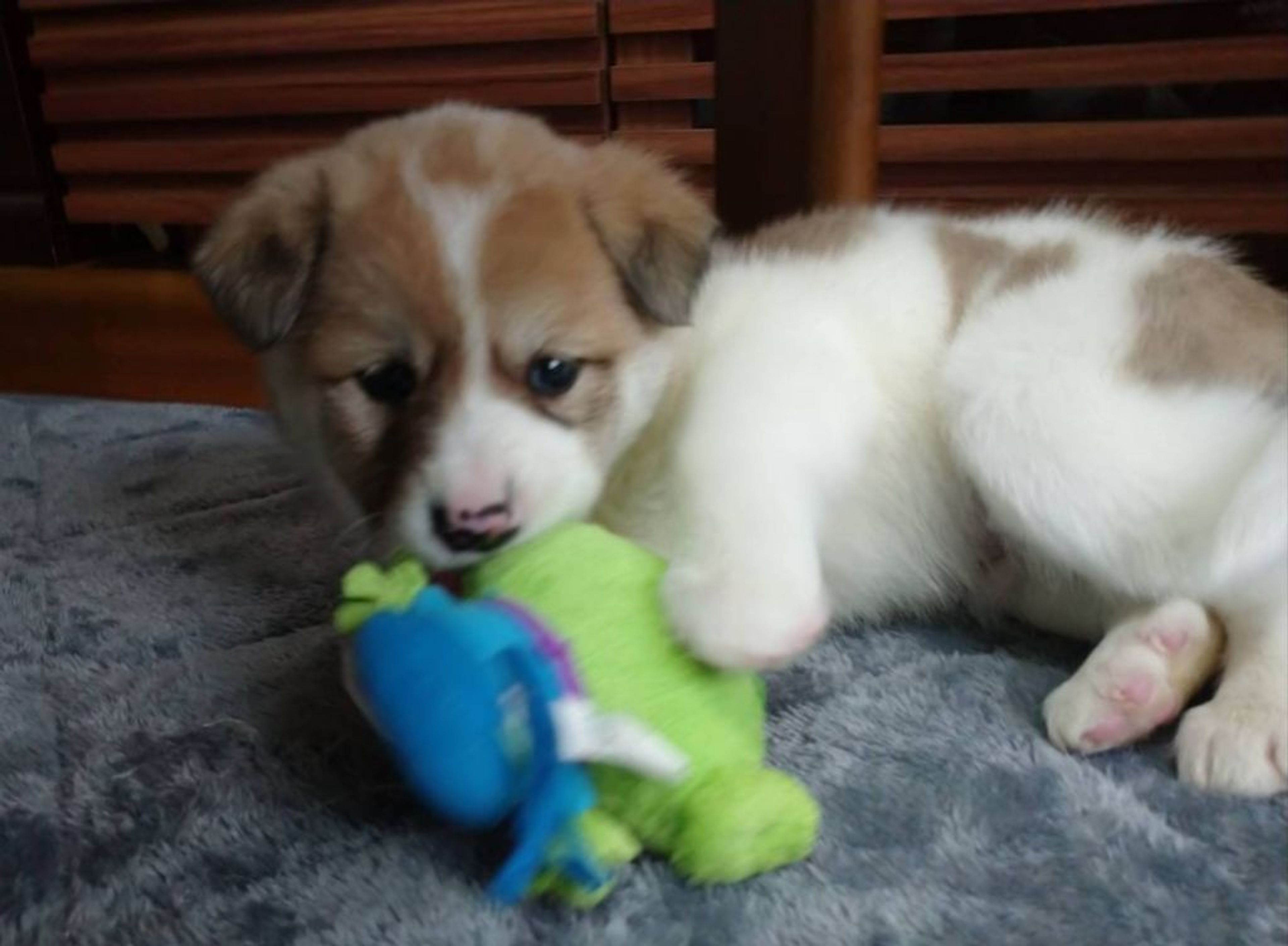 pet-image-3