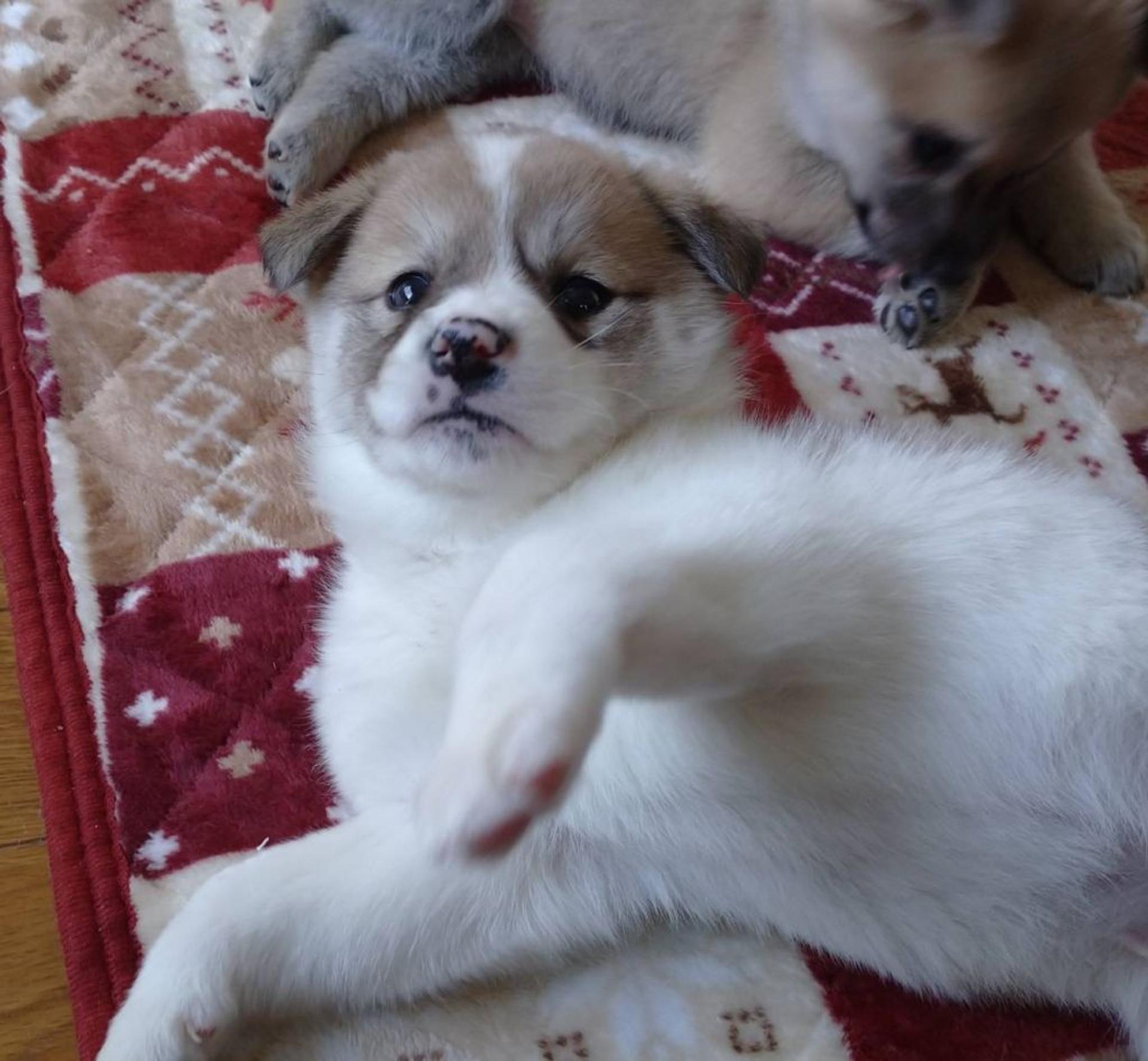 pet-image-4