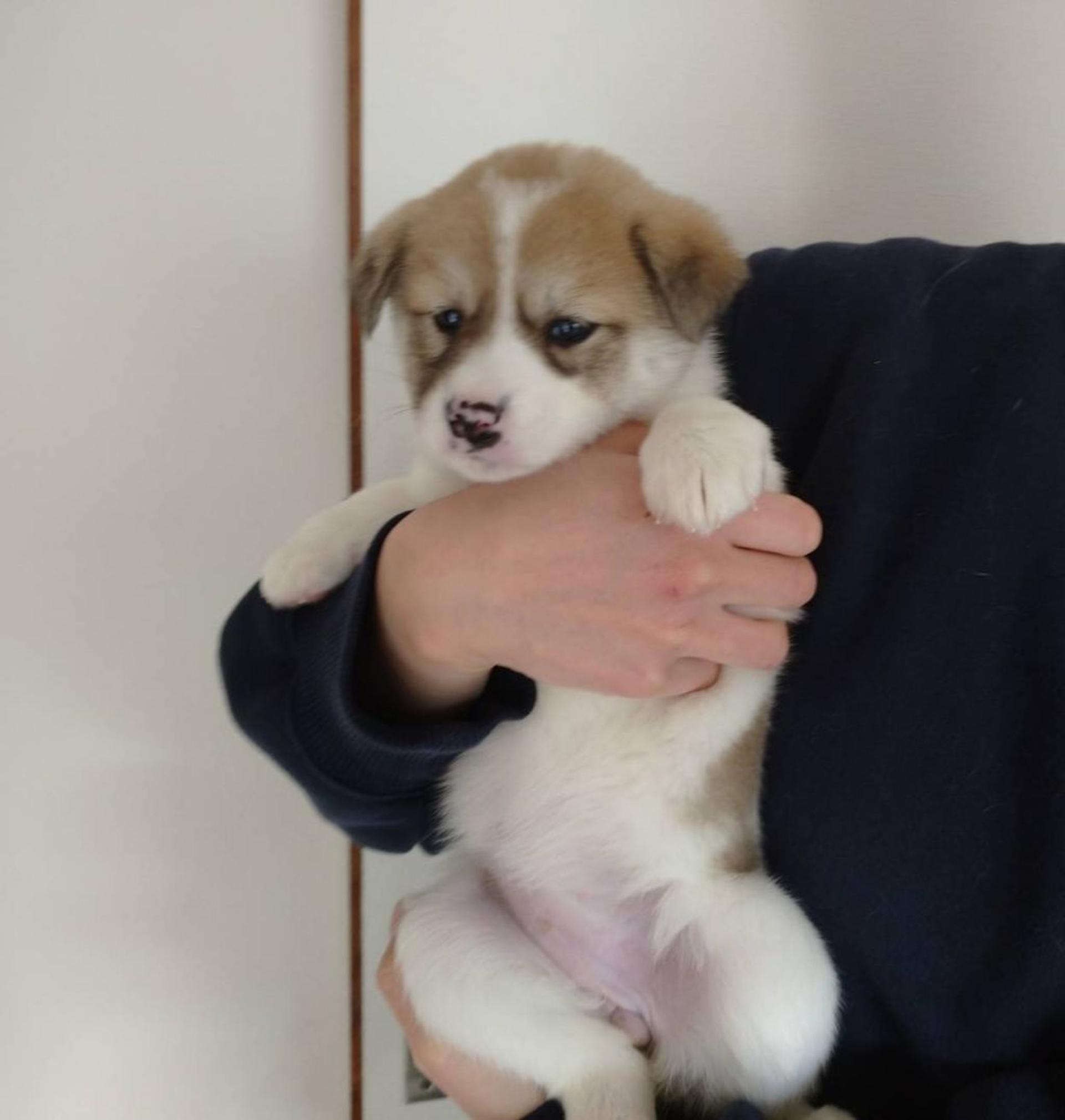 pet-image-5