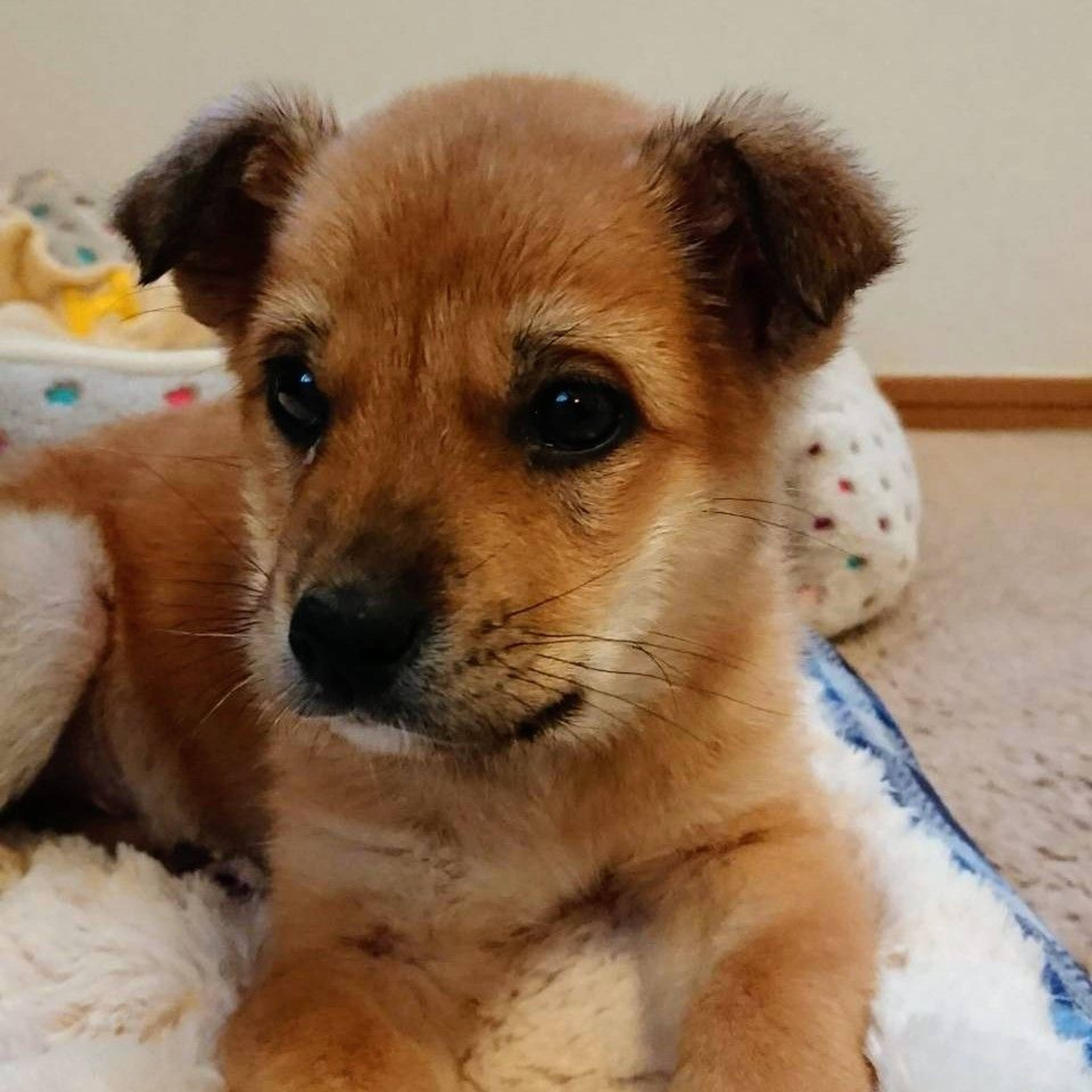 雑種（ミックス犬）・オスの里親募集の写真