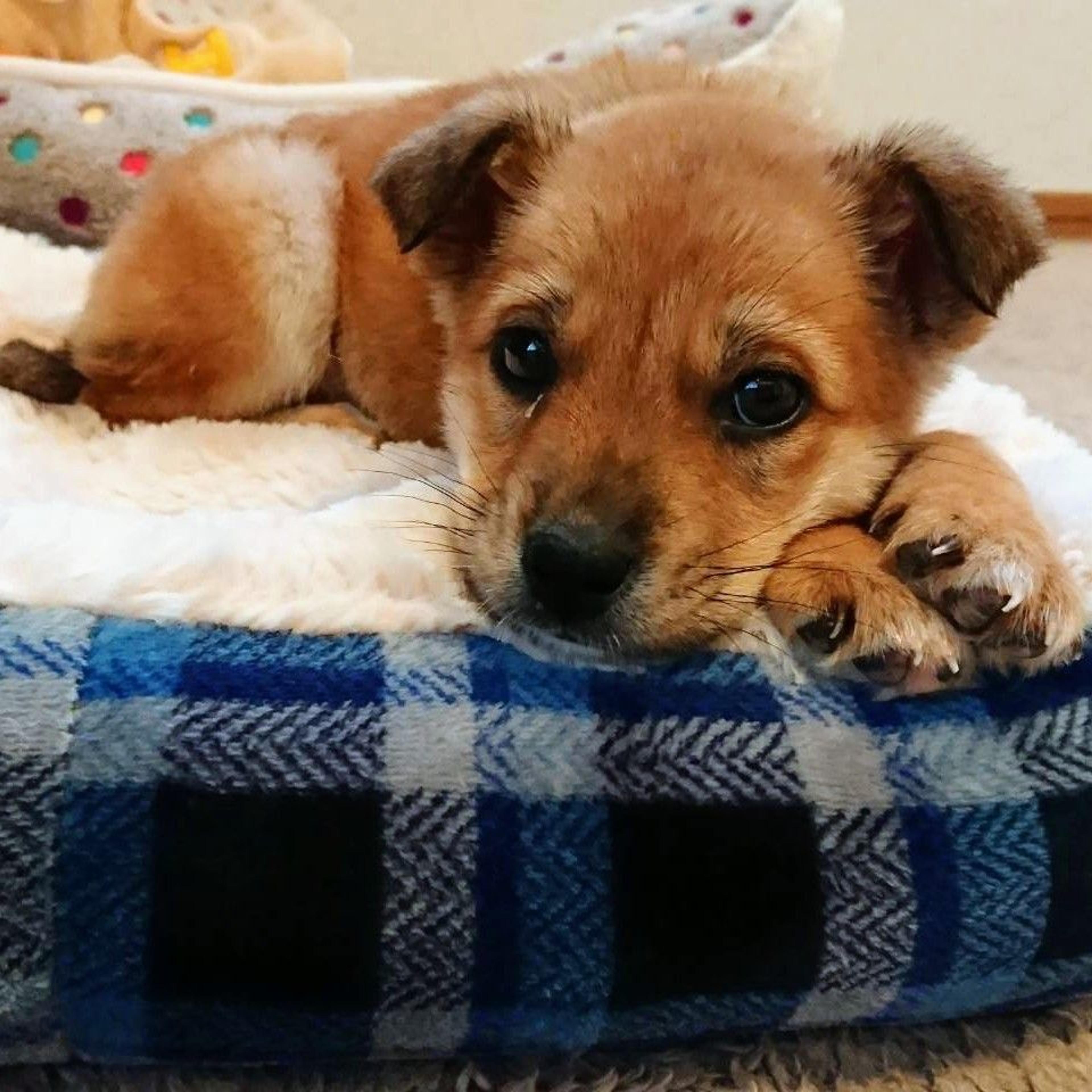 pet-image-2