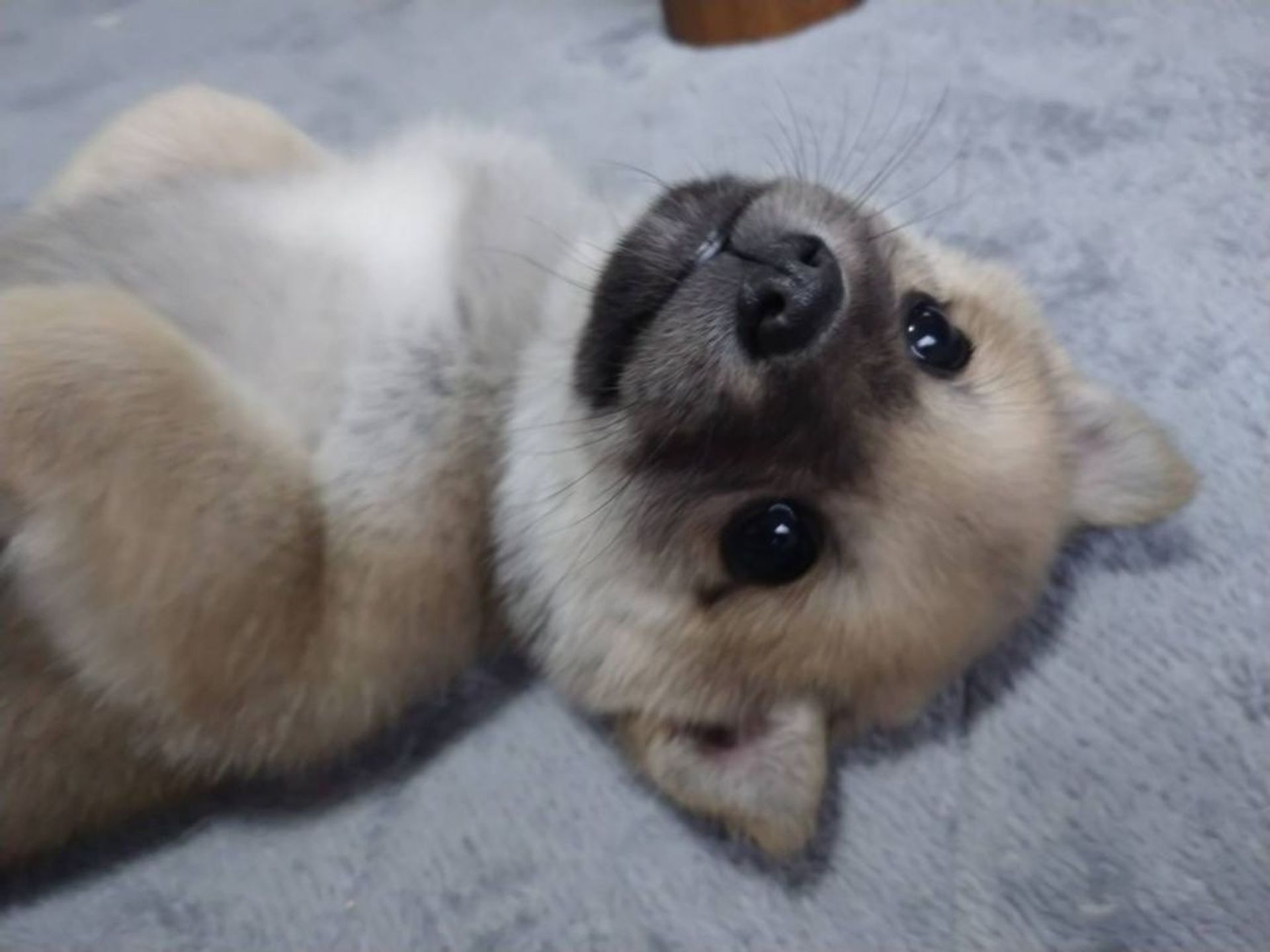 雑種（ミックス犬）・メスの里親募集の写真