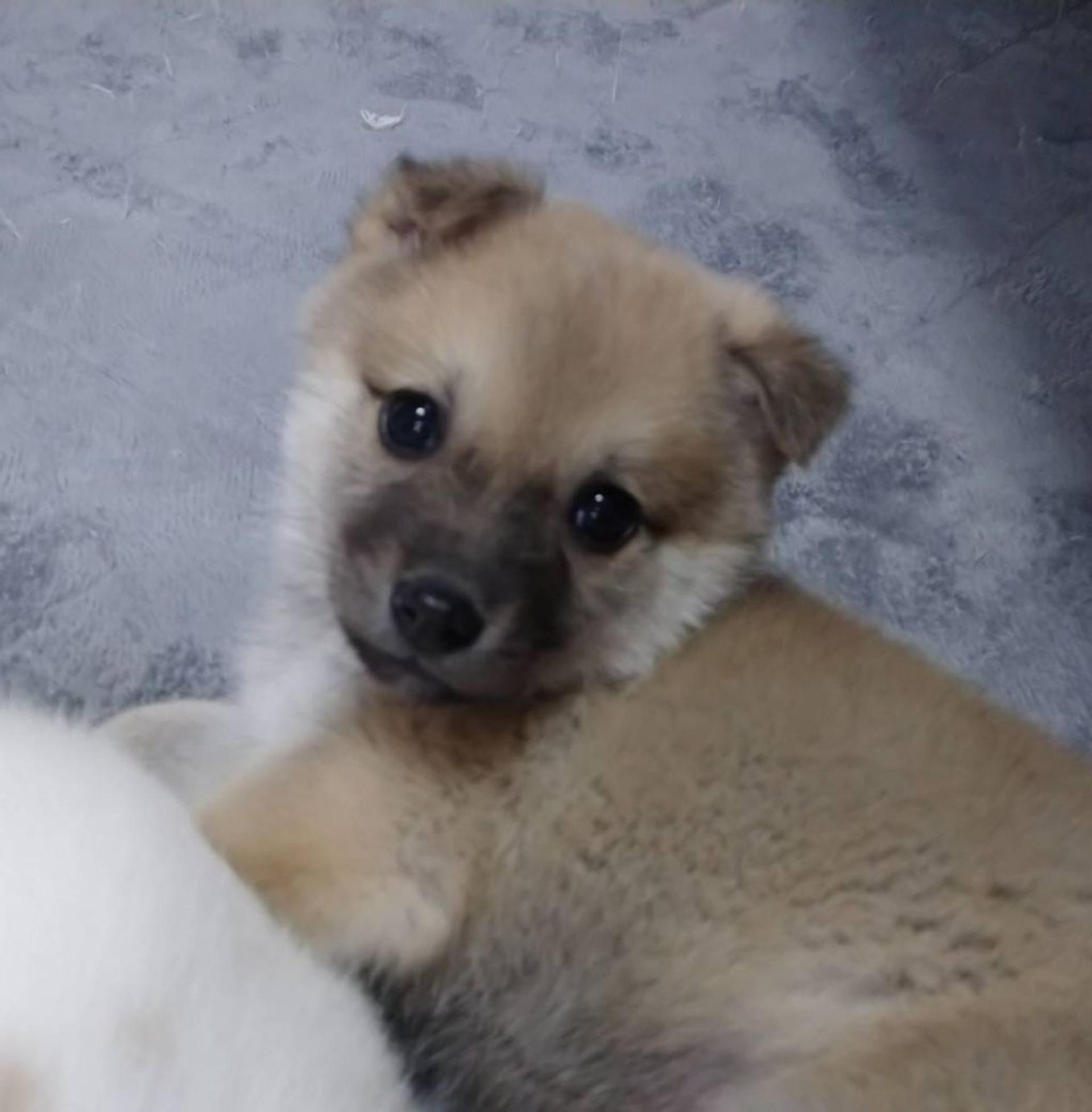 pet-image-2