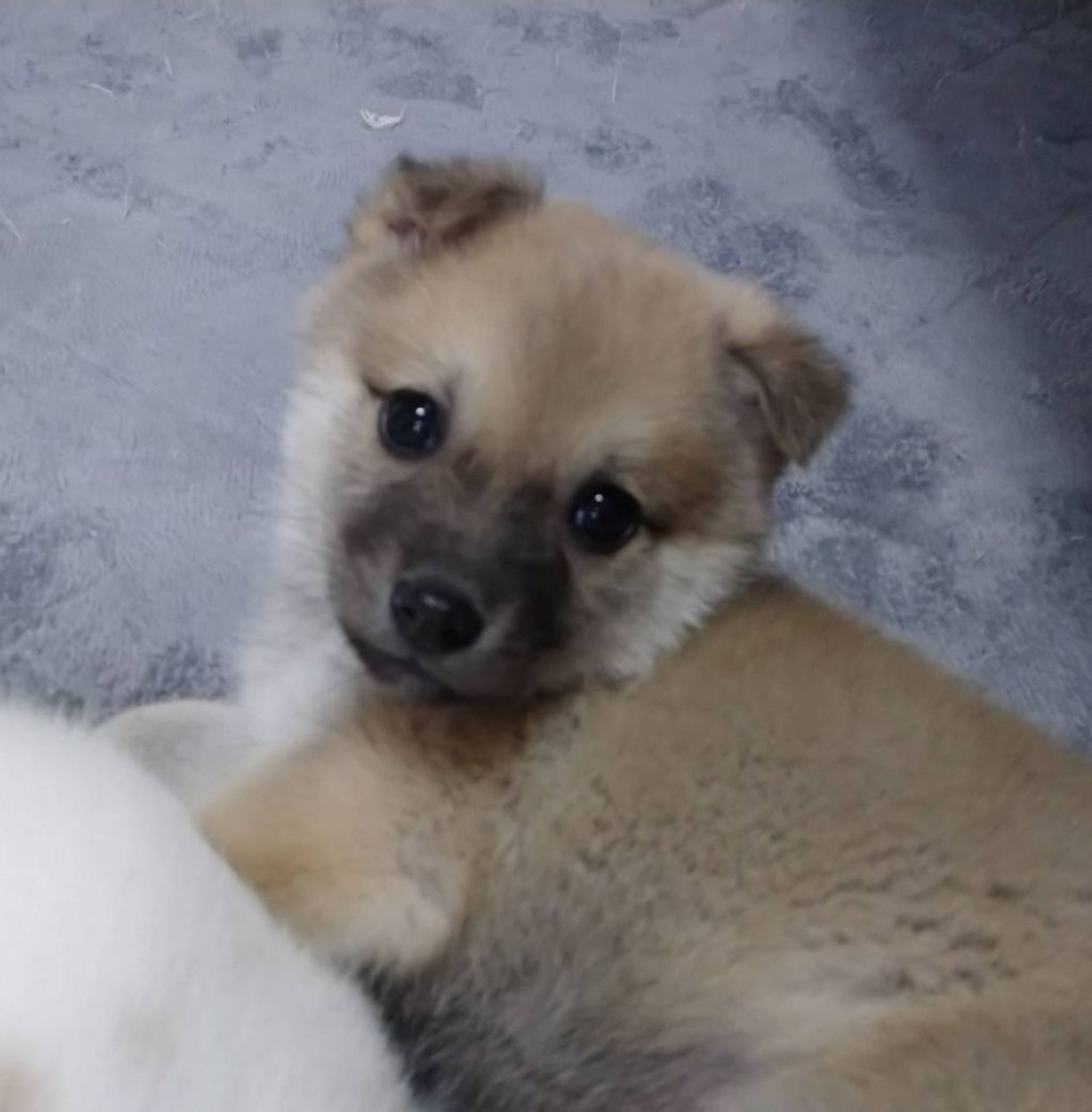 pet-image-2
