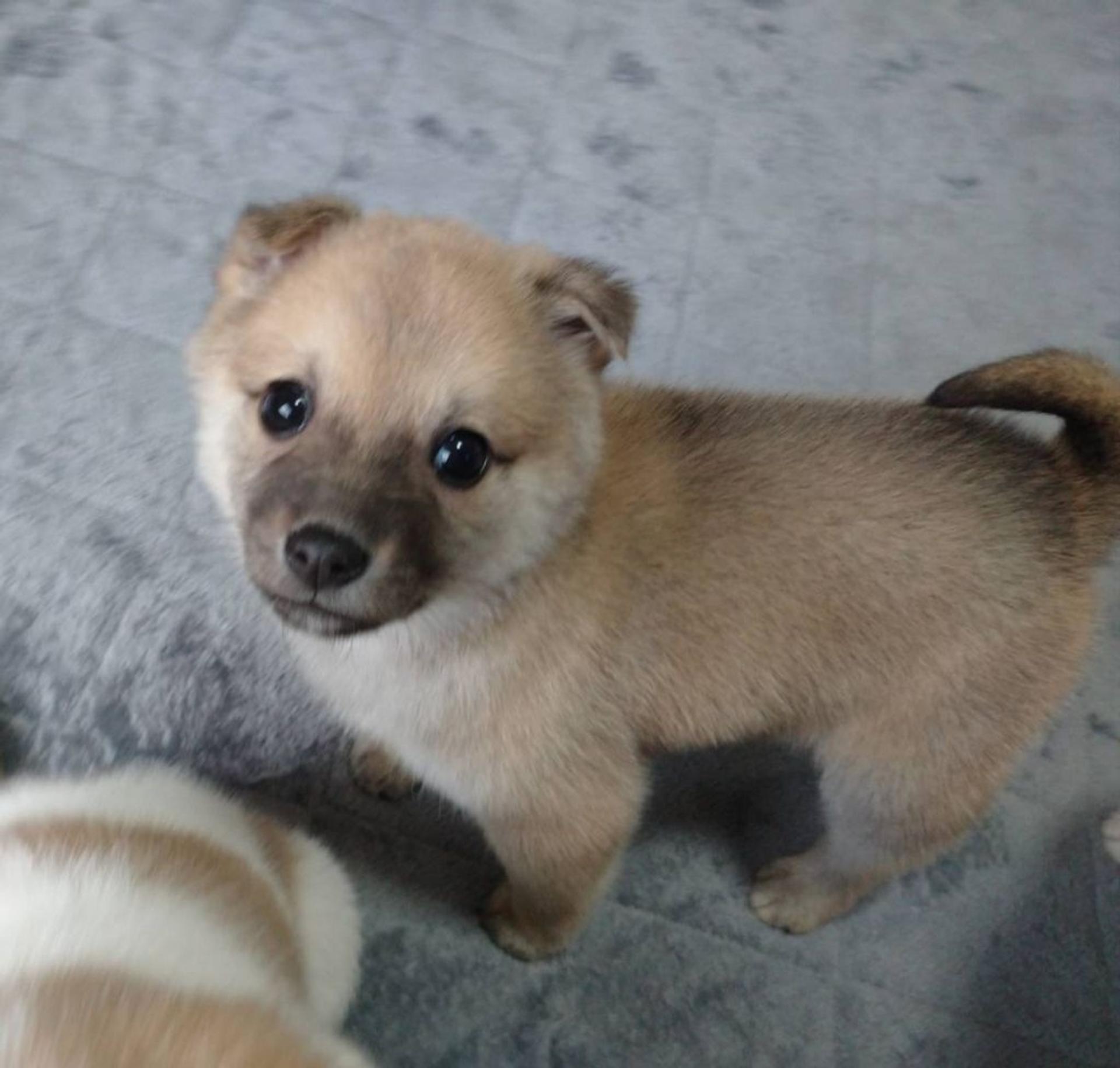 pet-image-3