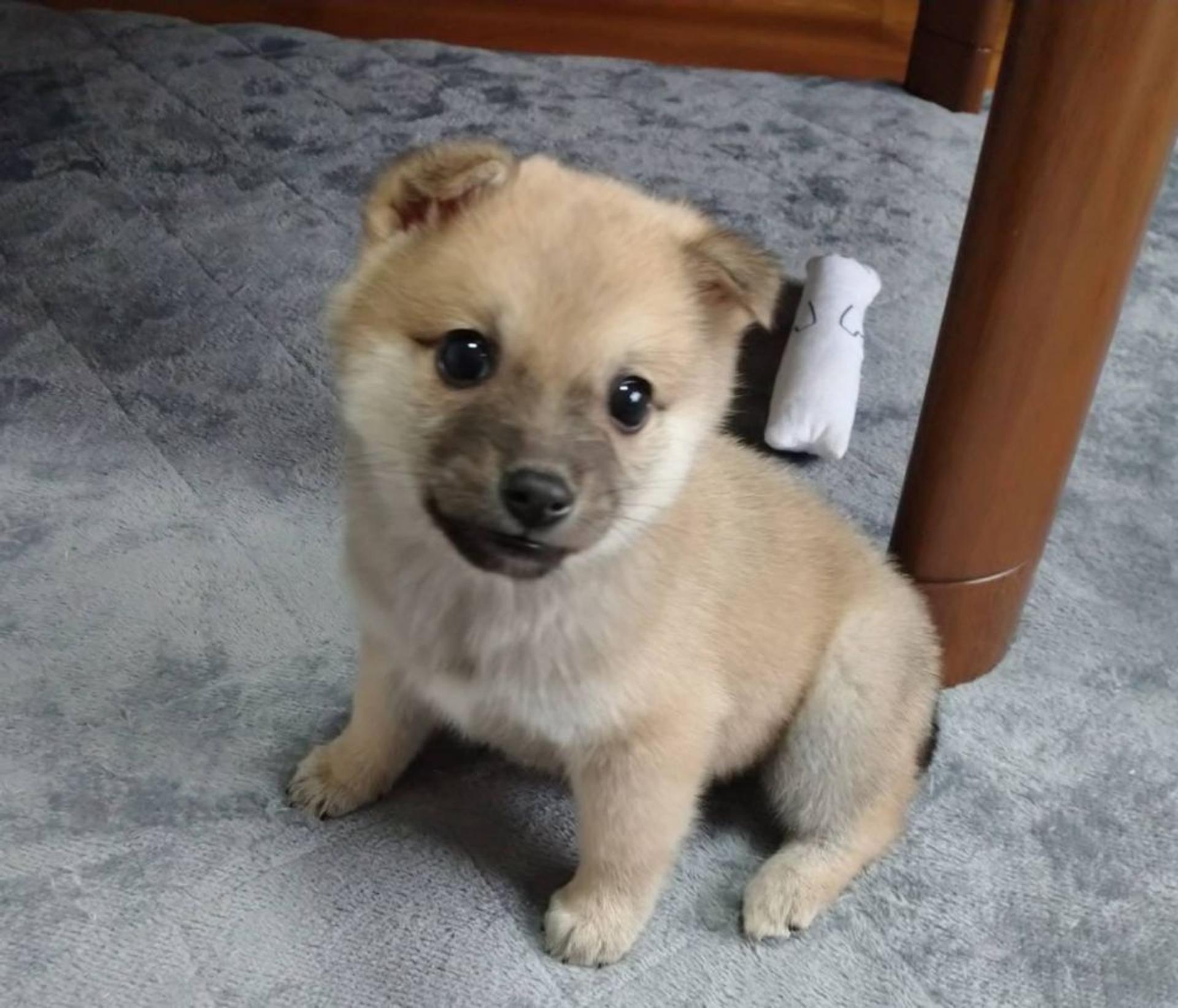 pet-image-4