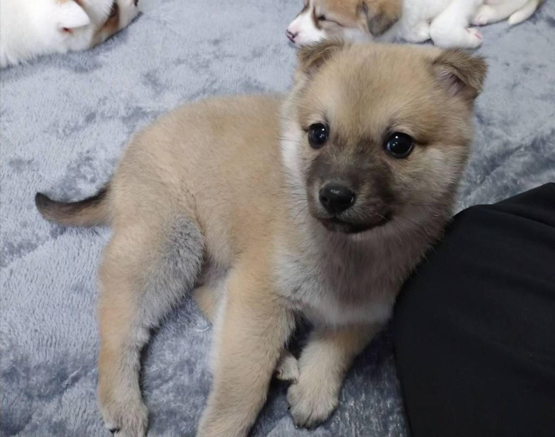 pet-image-5
