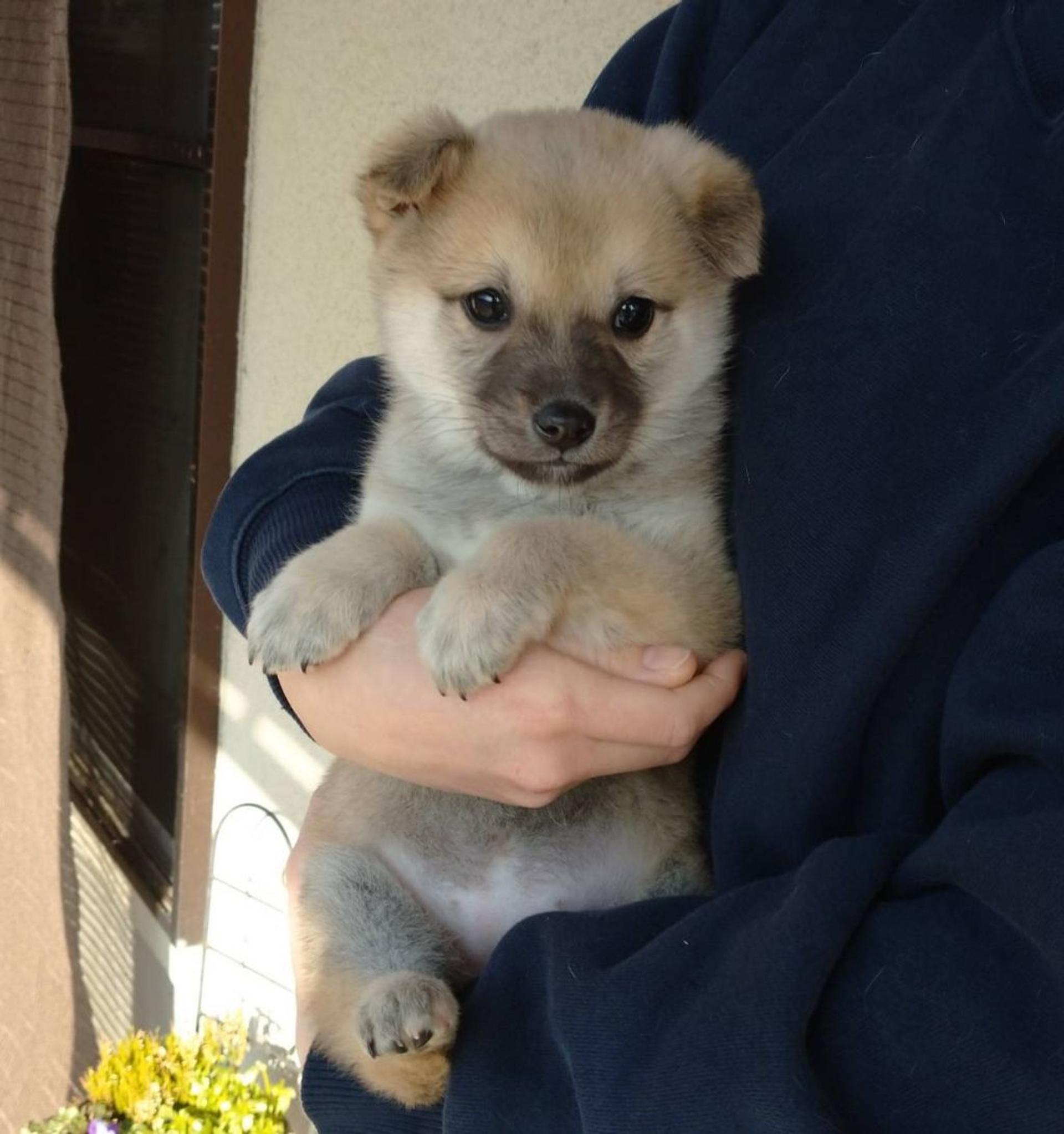 pet-image-6