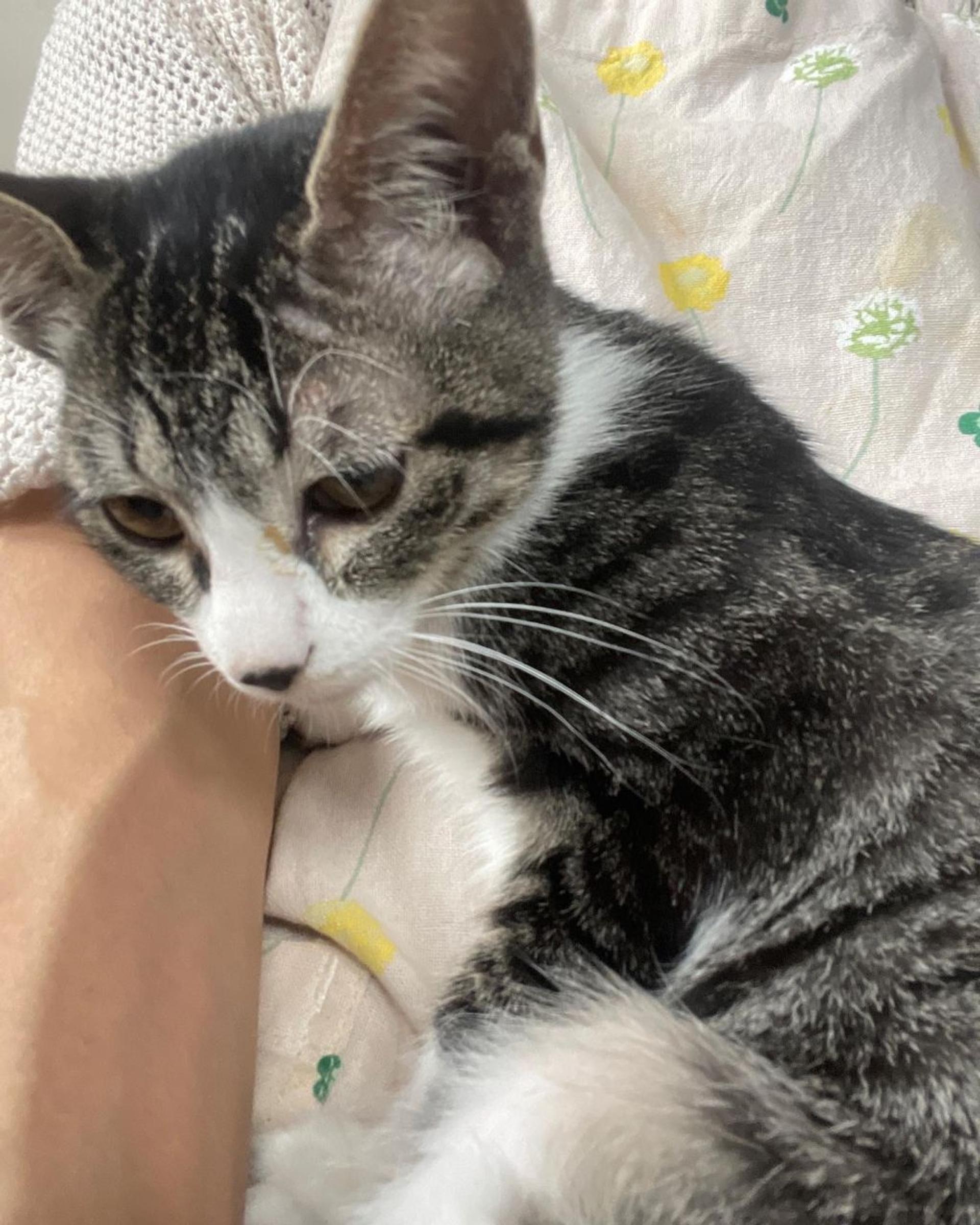 pet-image-2