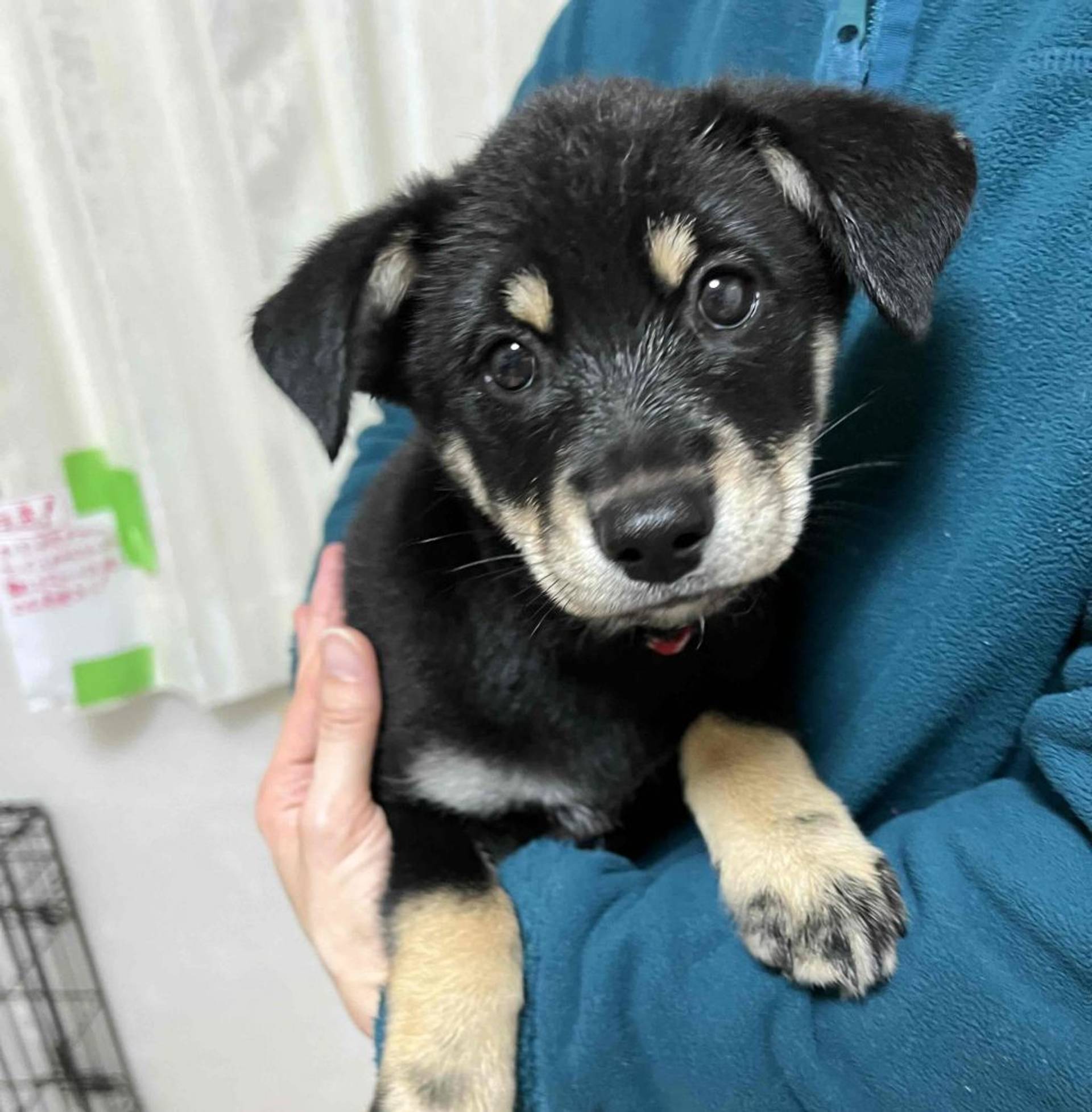 雑種（ミックス犬）・メスの里親募集の写真