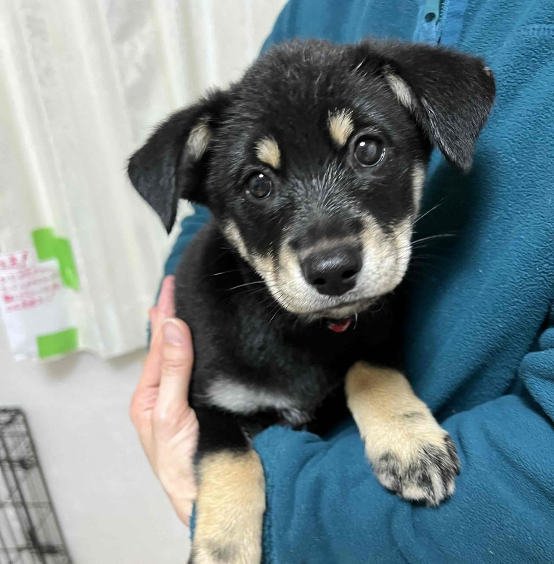 雑種（ミックス犬）・メスの里親募集の写真