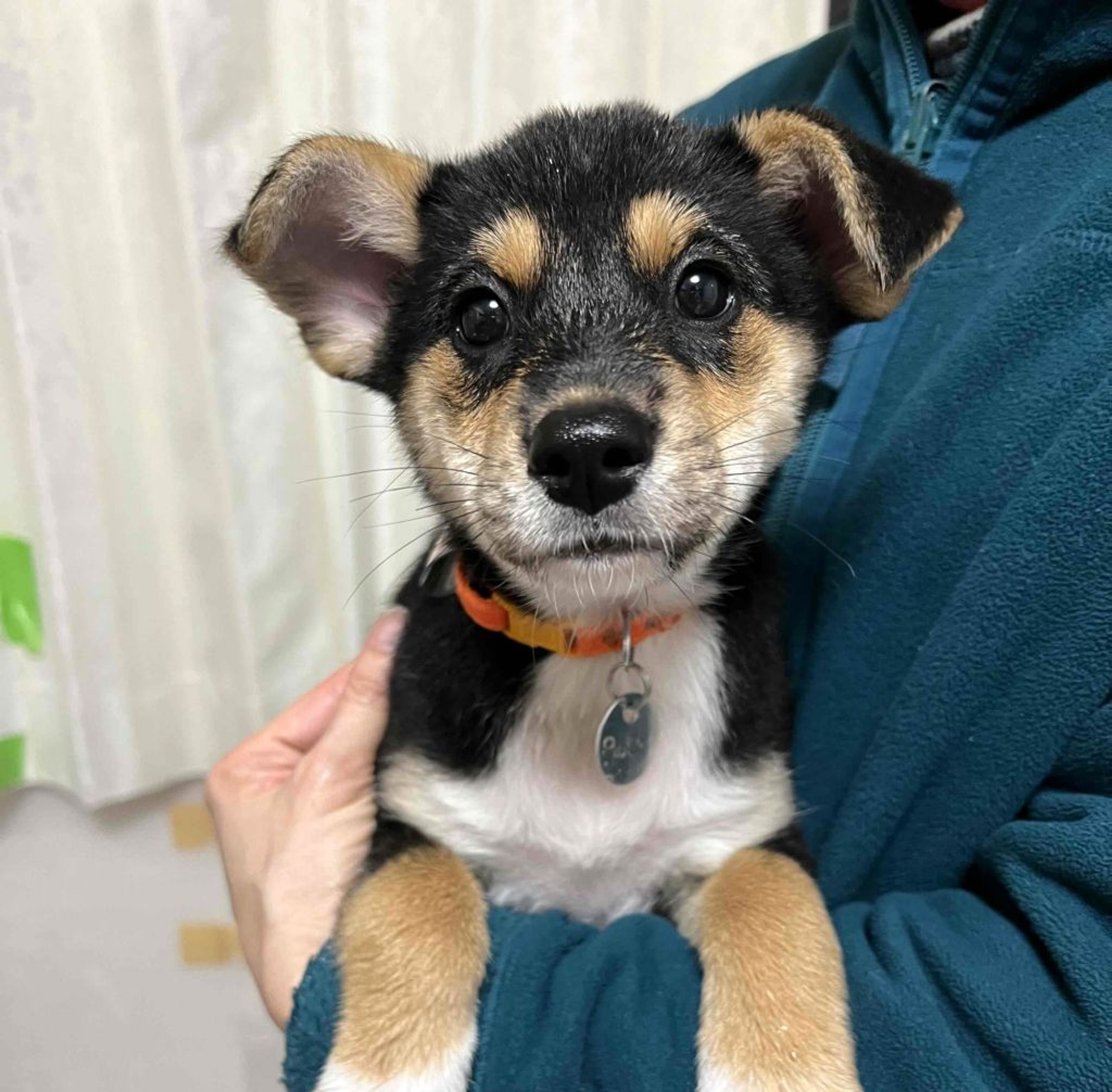 雑種（ミックス犬）・メスの里親募集の写真