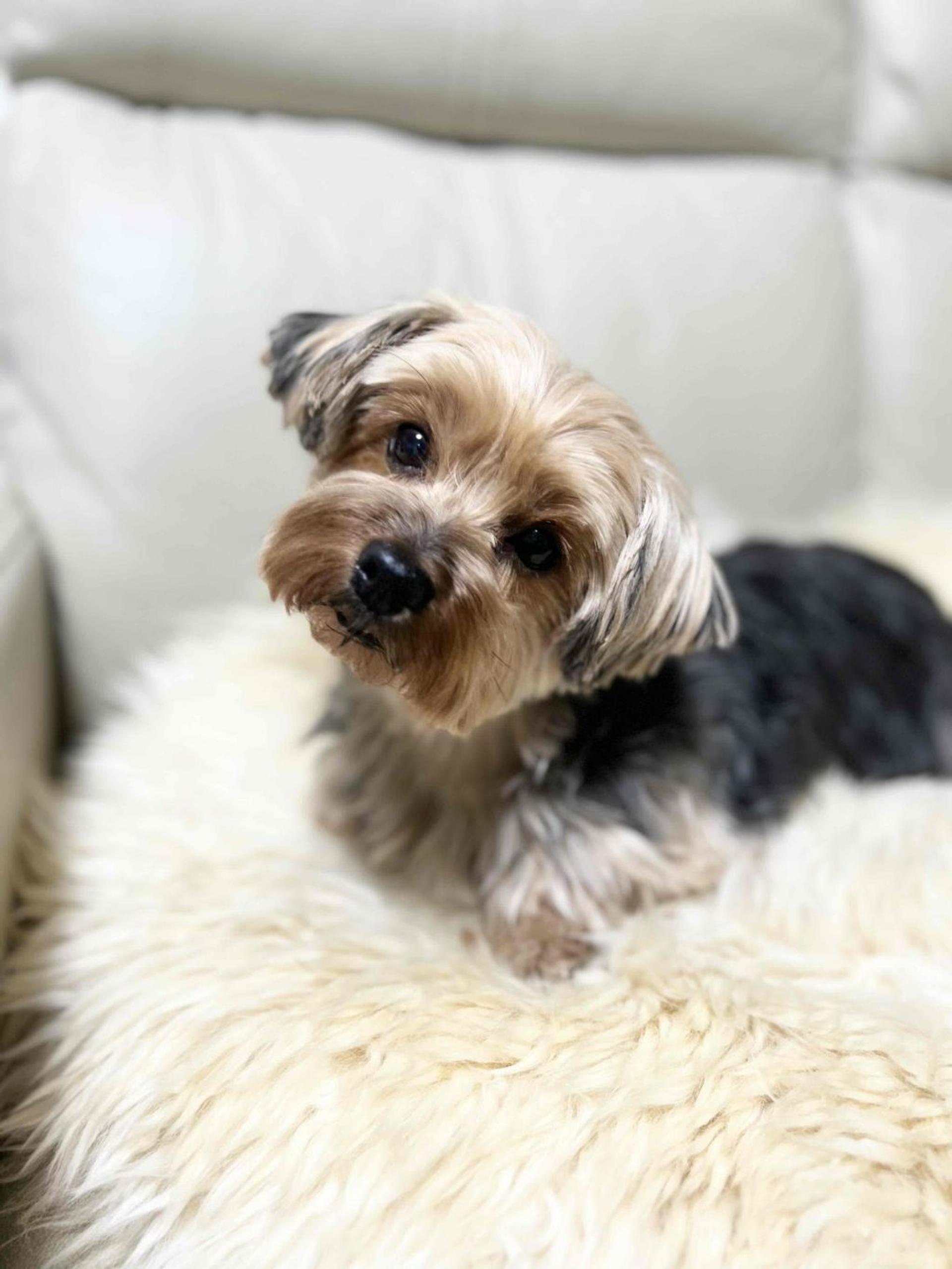 pet-image-4