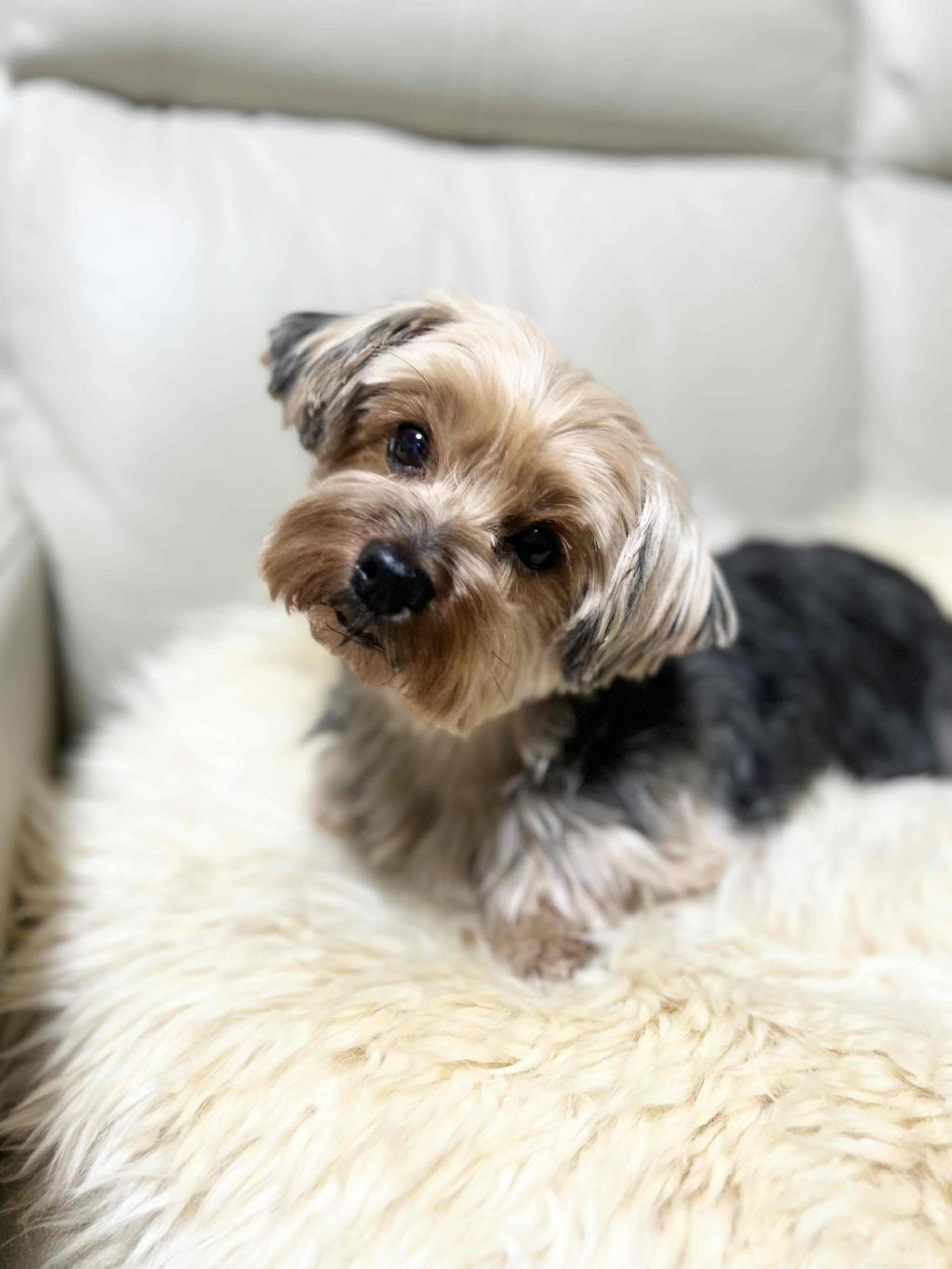 pet-image-4
