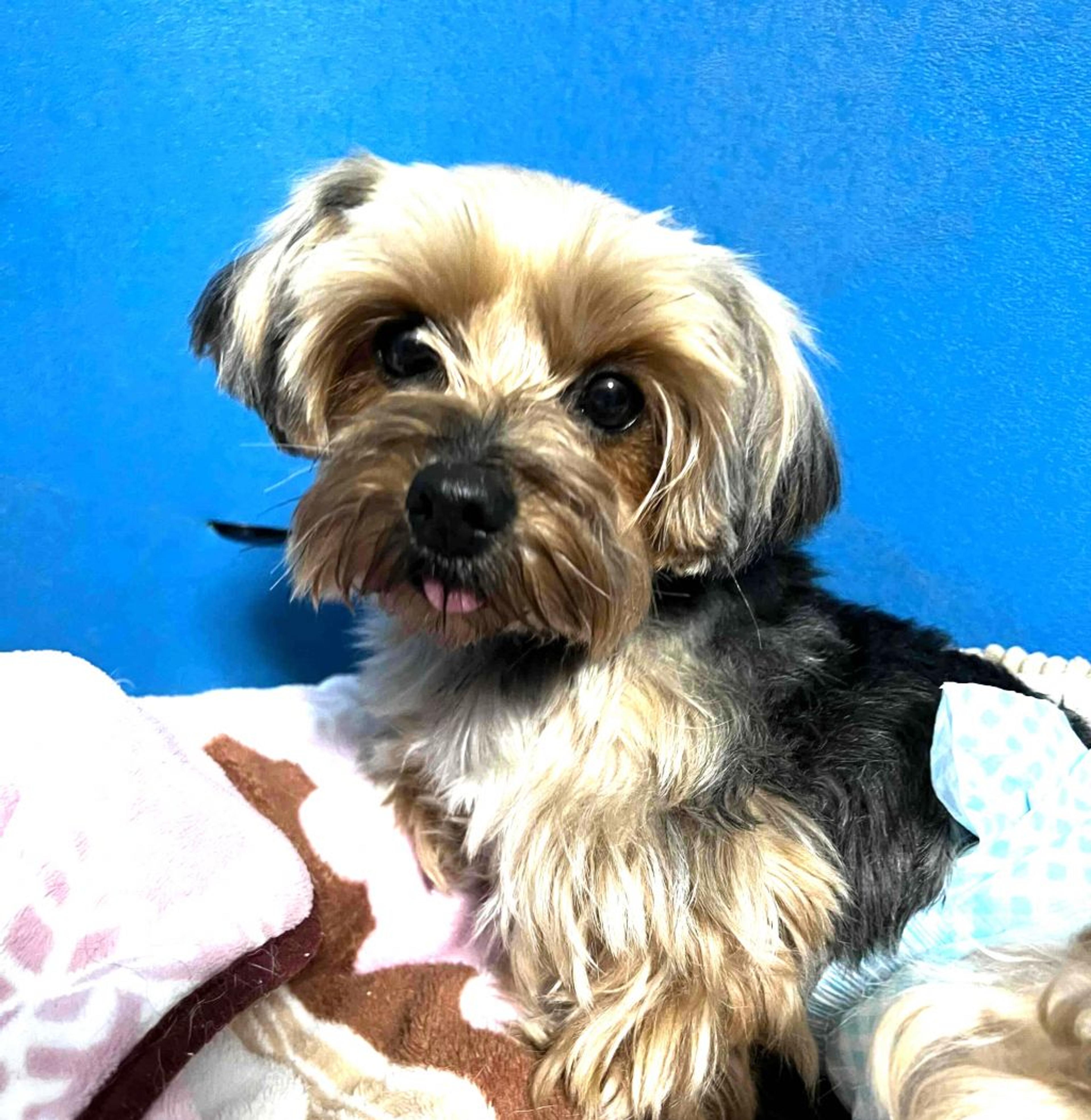 pet-image-5