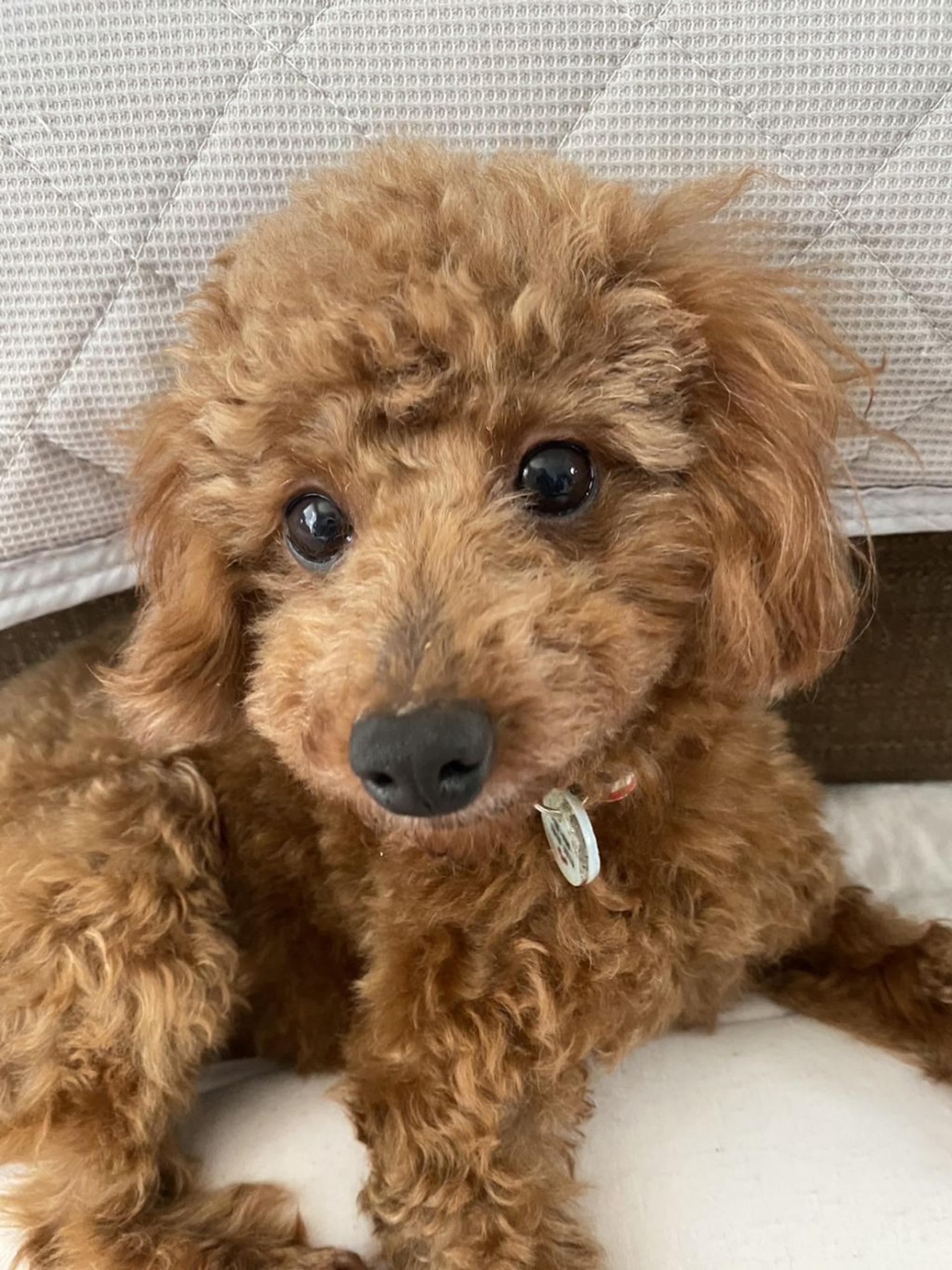 pet-image-3
