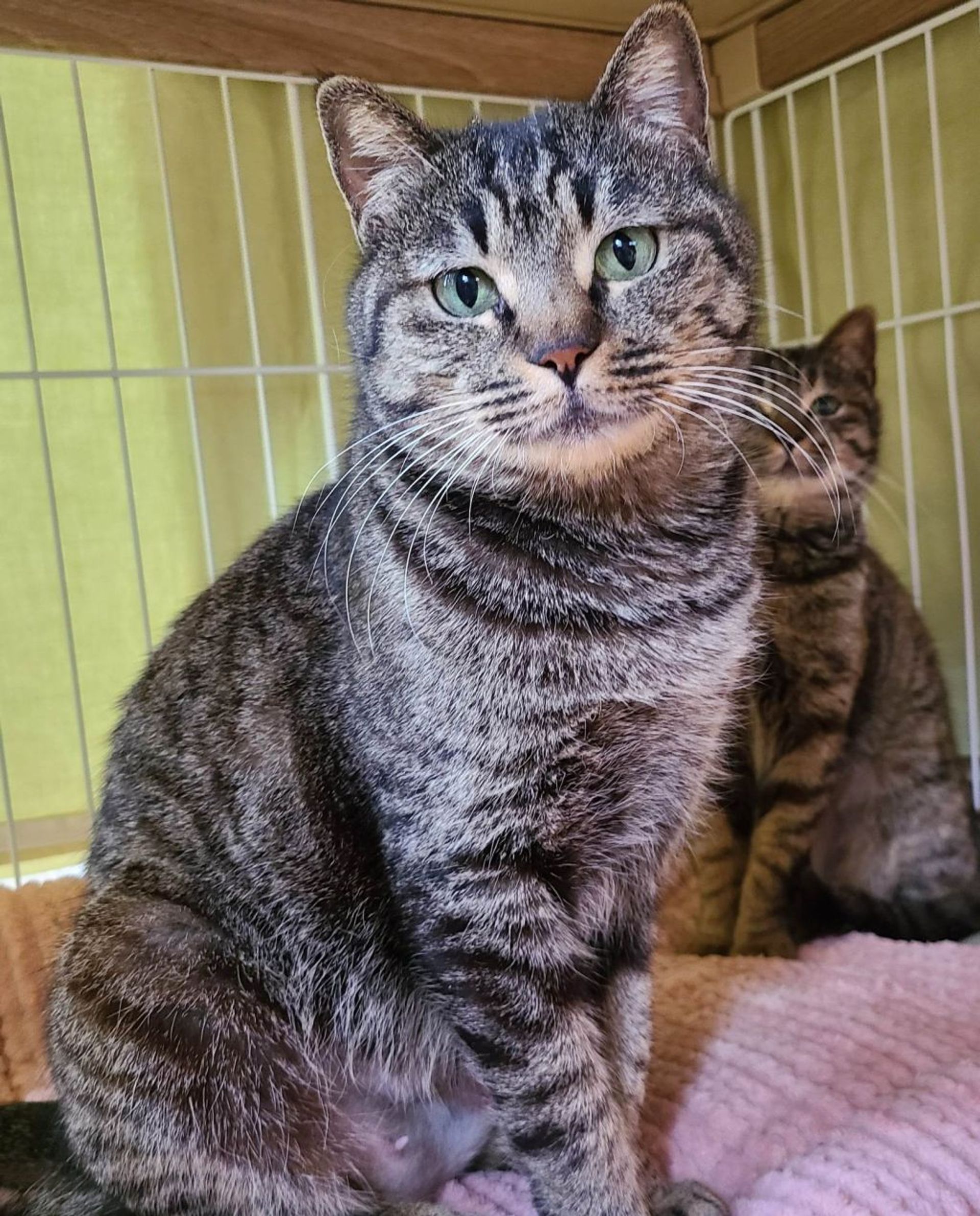 日本猫・メスの里親募集の写真
