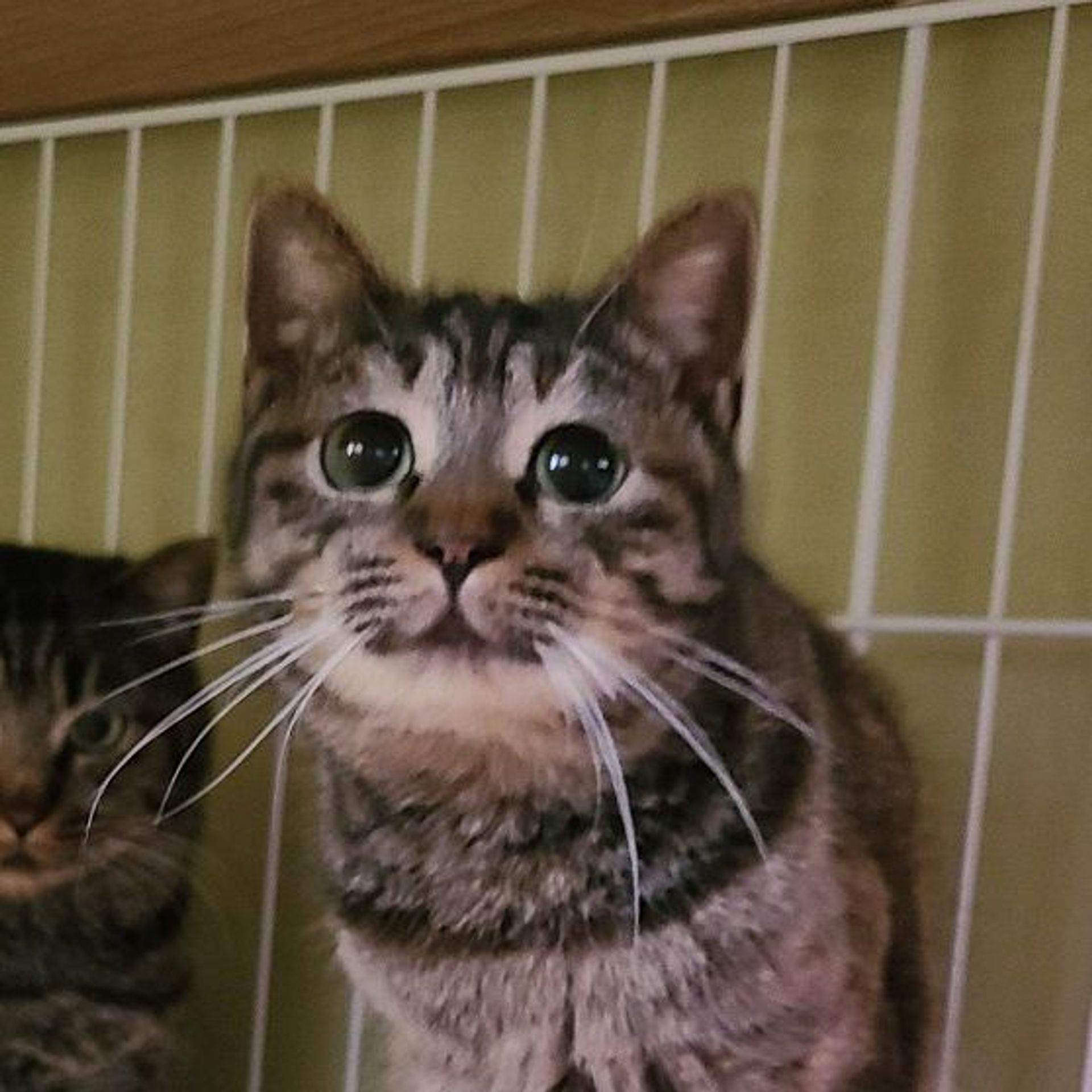日本猫・メスの里親募集の写真