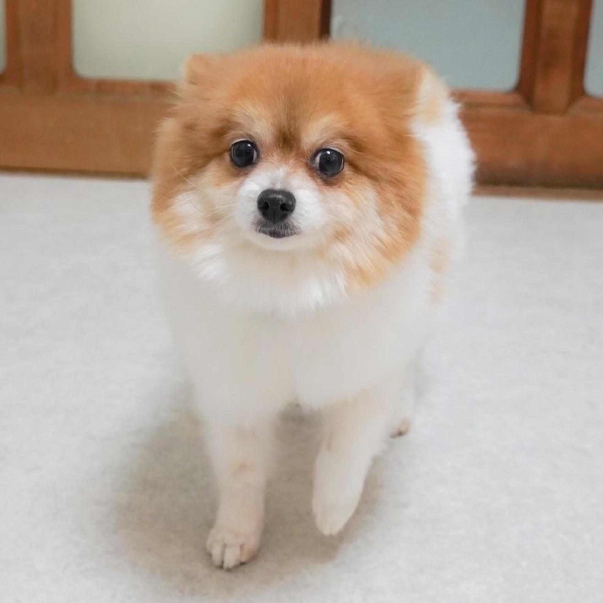 pet-image-2