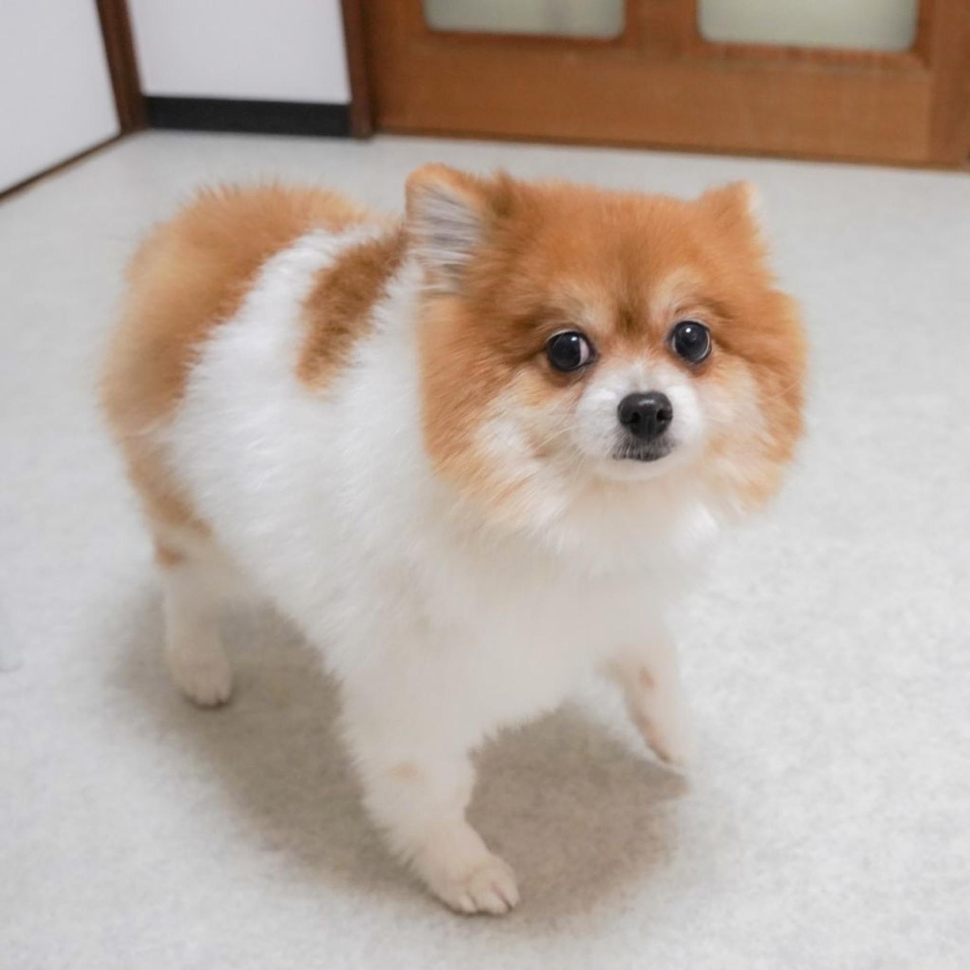 pet-image-4