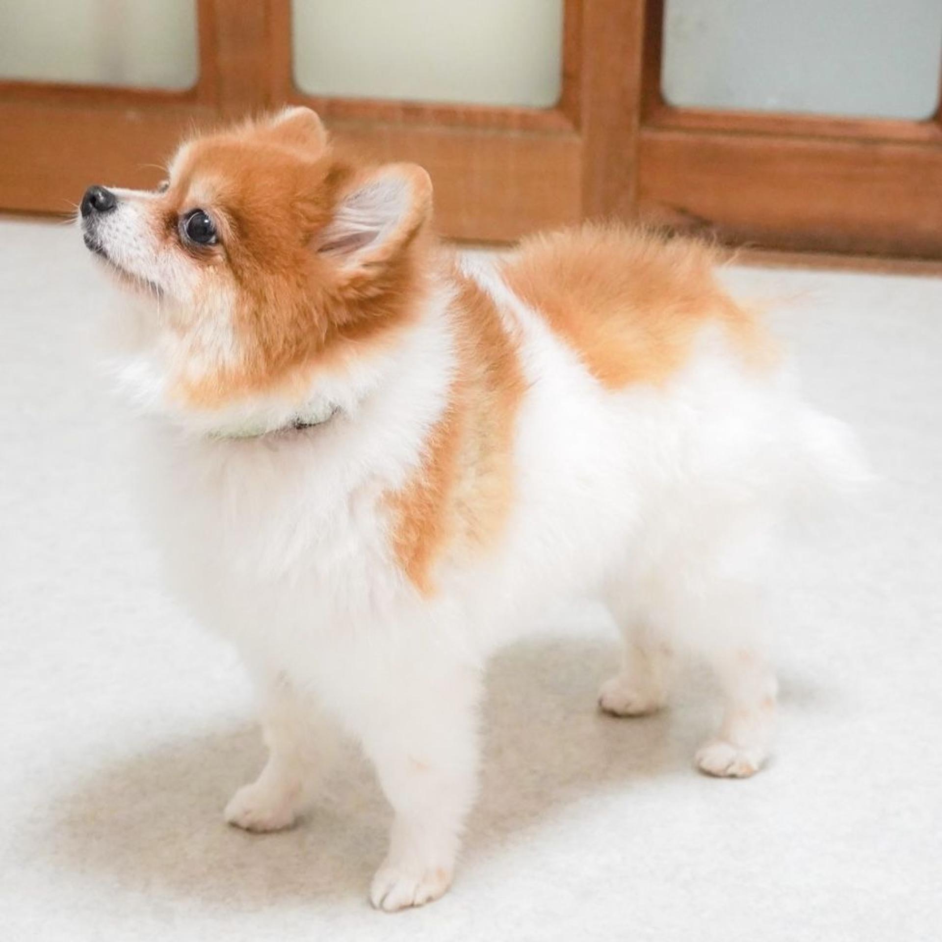 pet-image-6