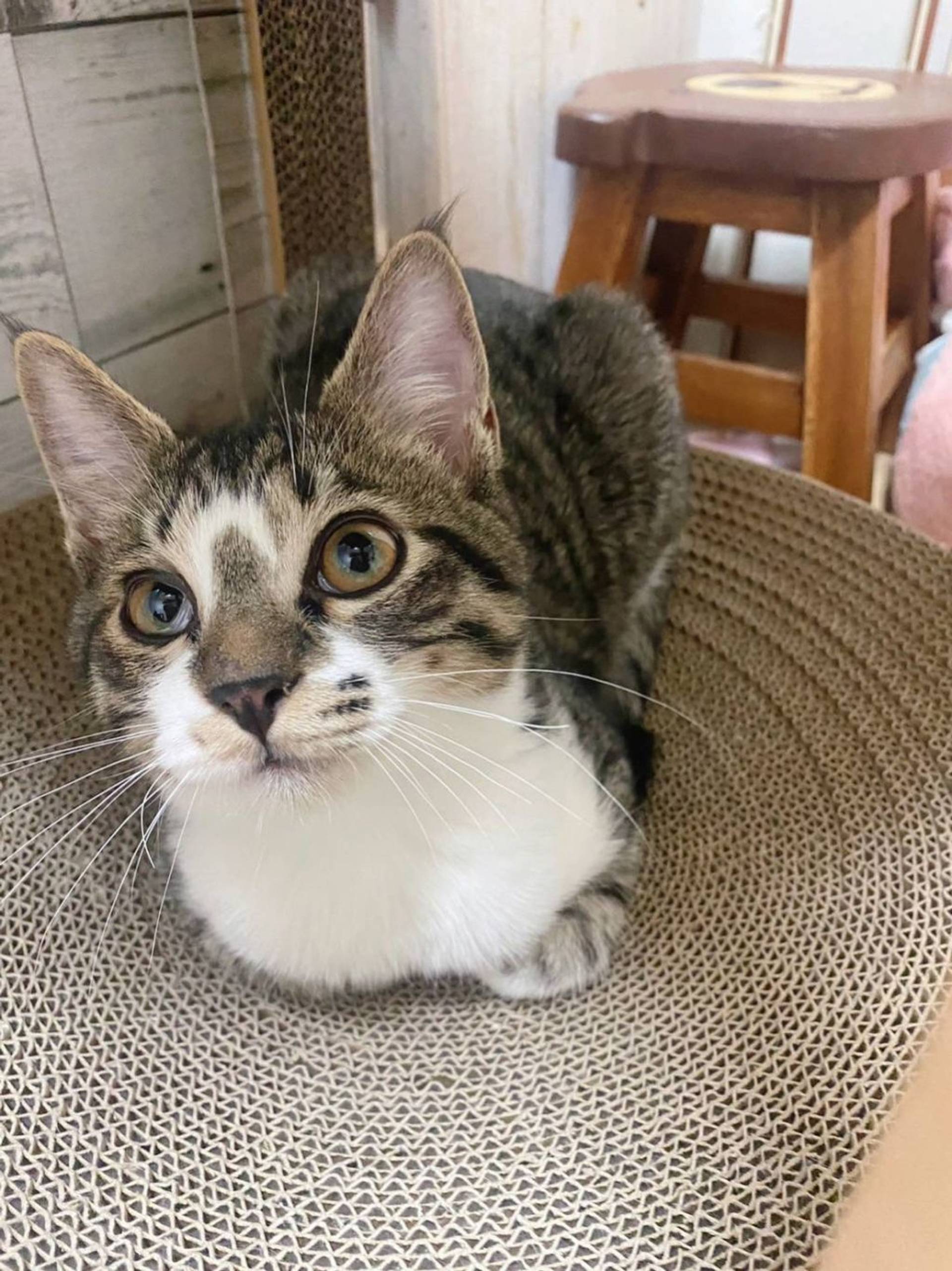 雑種（ミックス猫）・オスの里親募集の写真