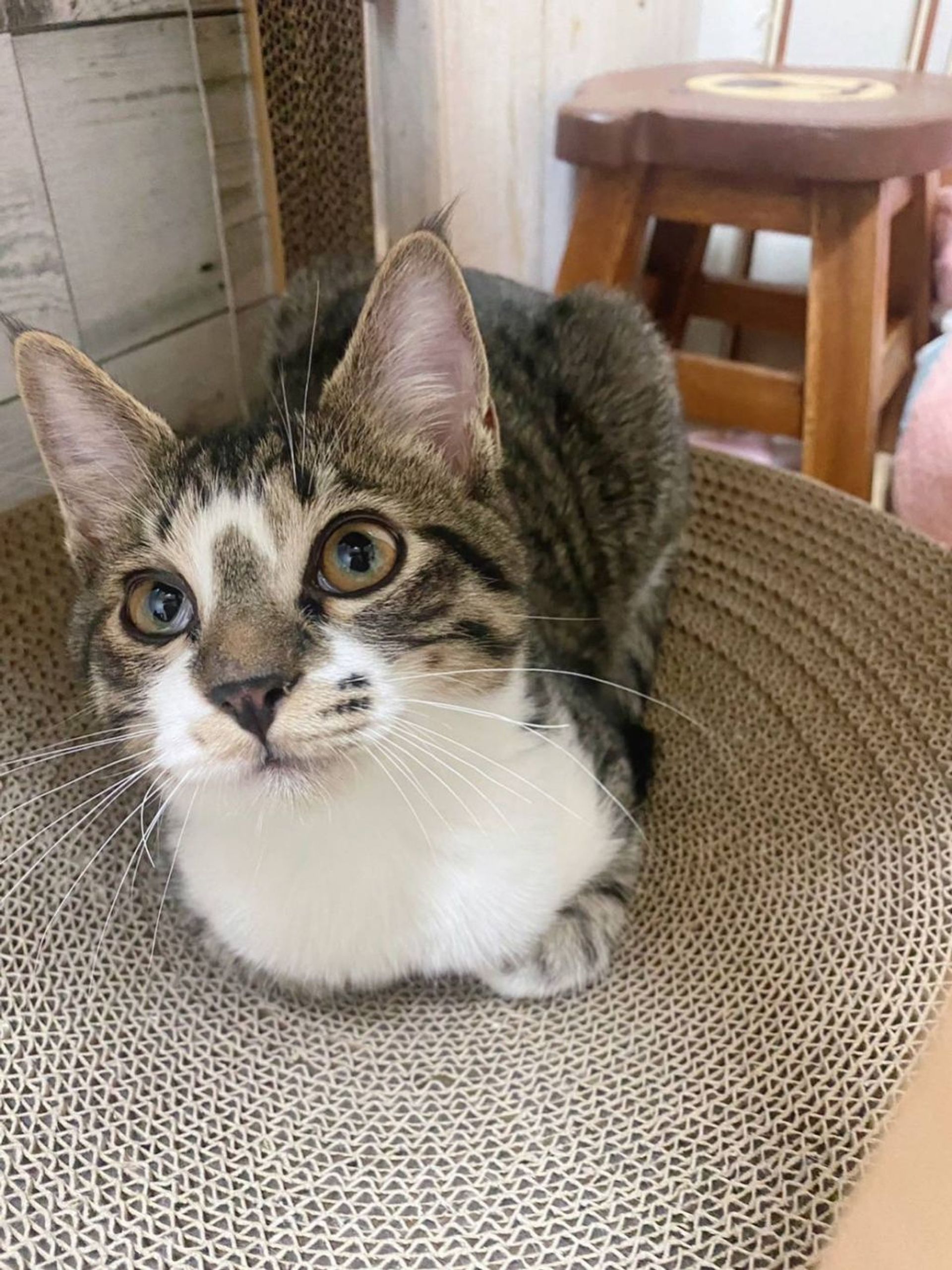 雑種（ミックス猫）・オスの里親募集の写真