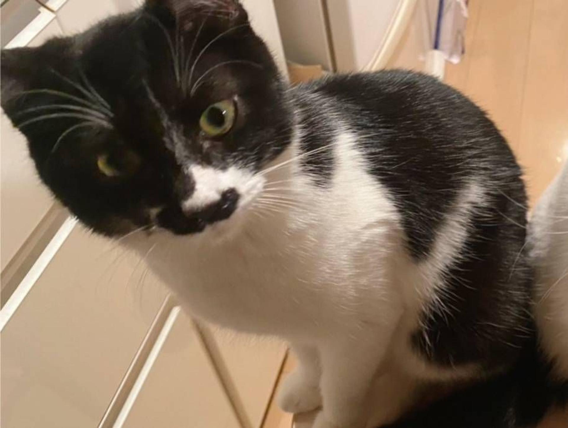 pet-image-2