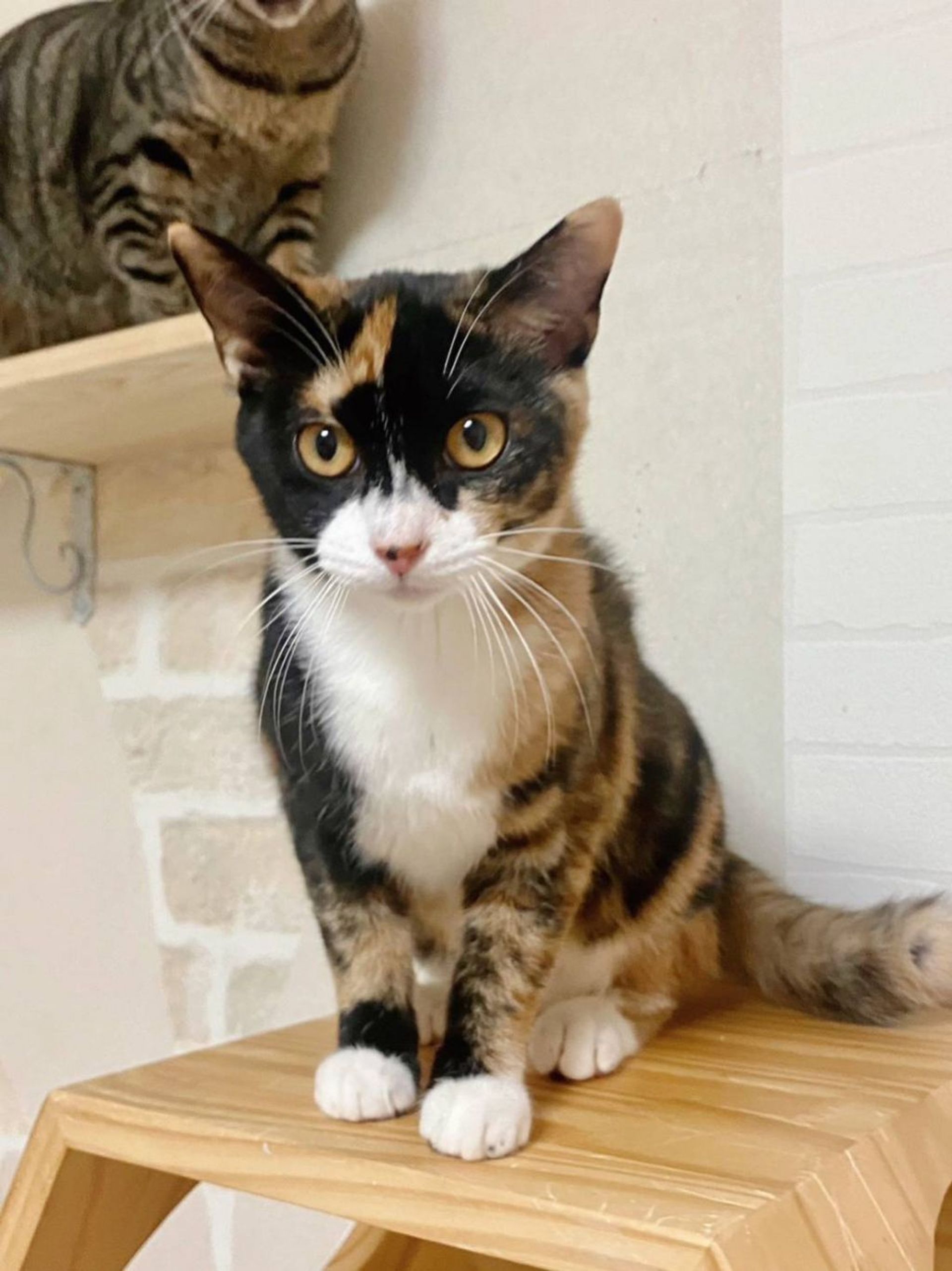 日本猫・メスの里親募集の写真