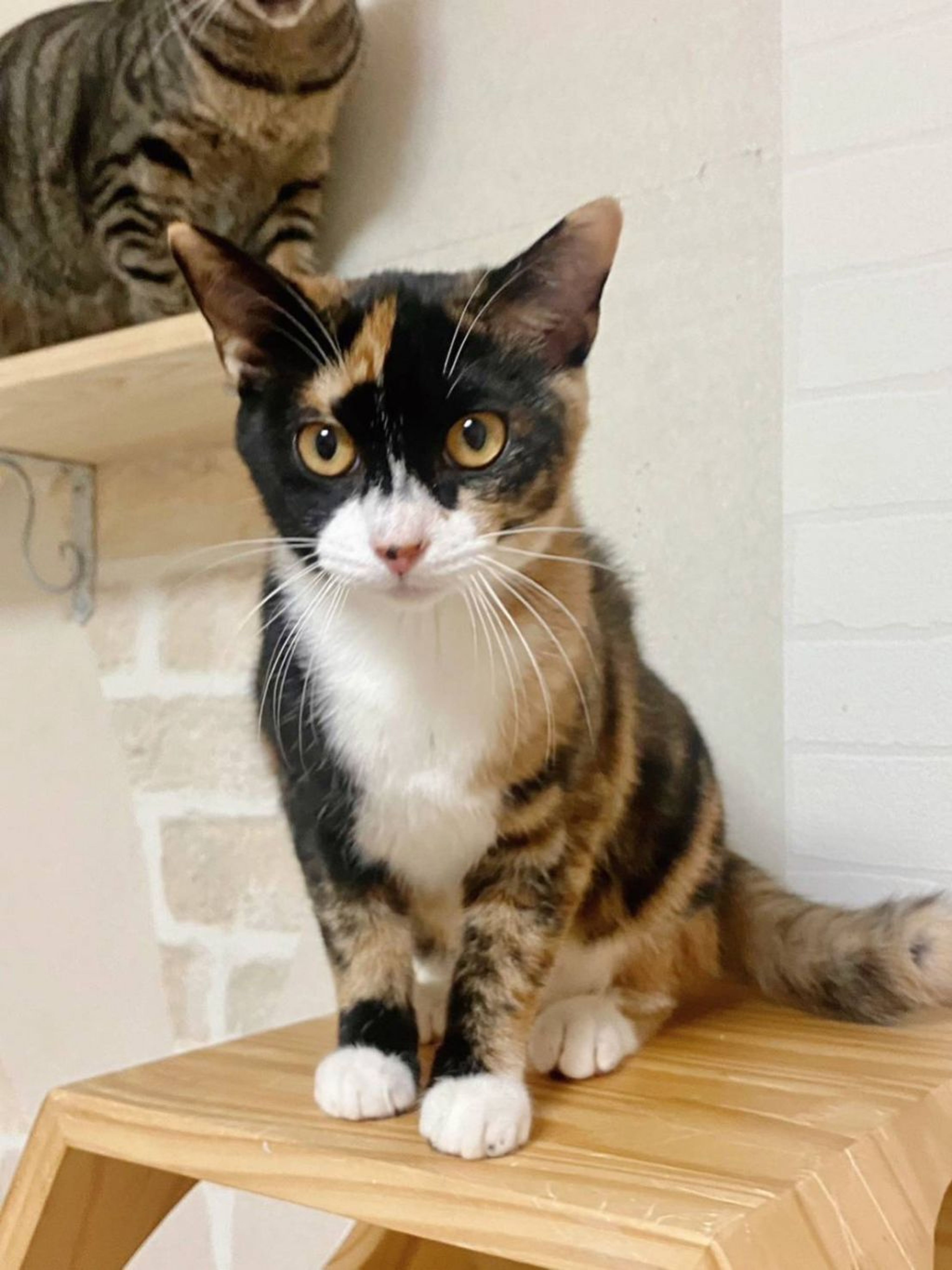 日本猫・メスの里親募集の写真