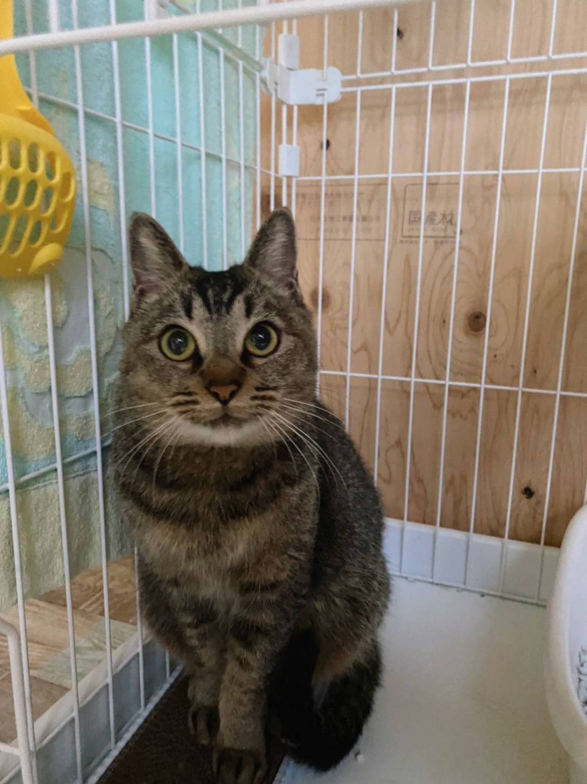 雑種（ミックス猫）・メスの里親募集の写真