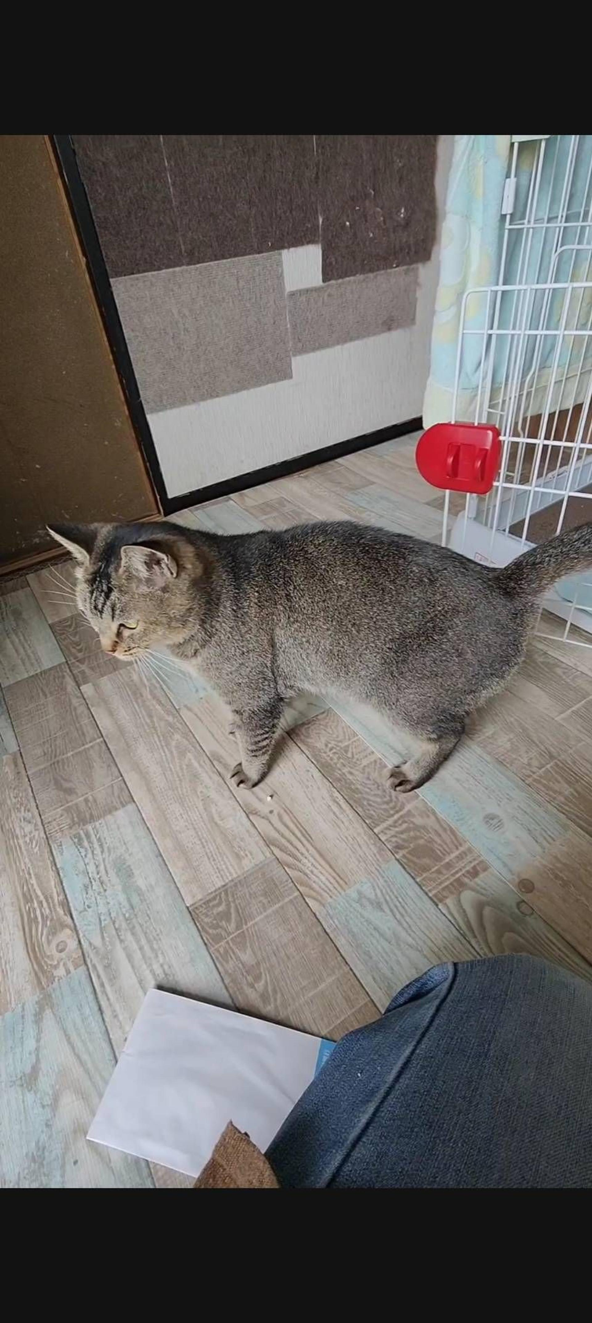 pet-image-2