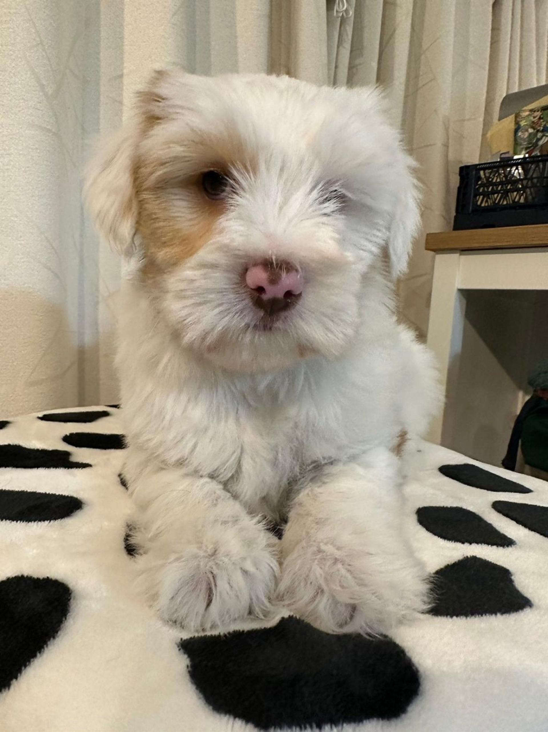 pet-image-2