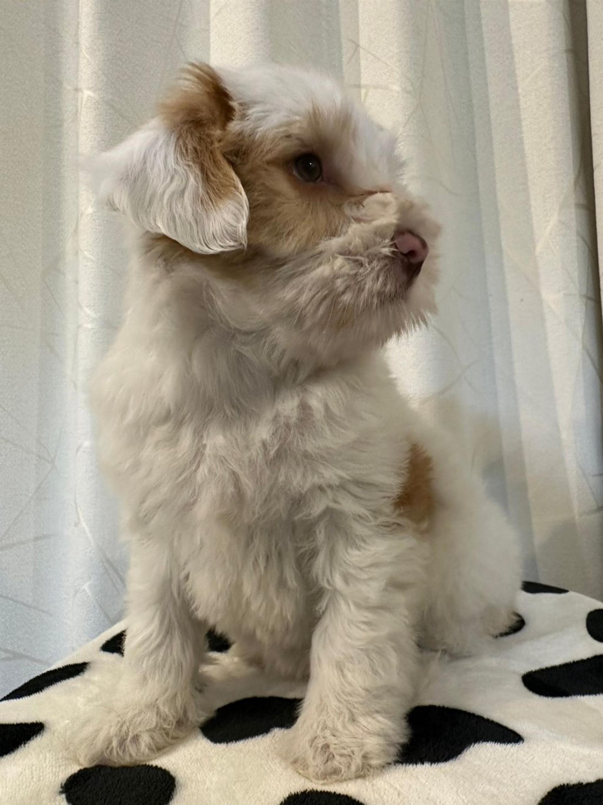 pet-image-3
