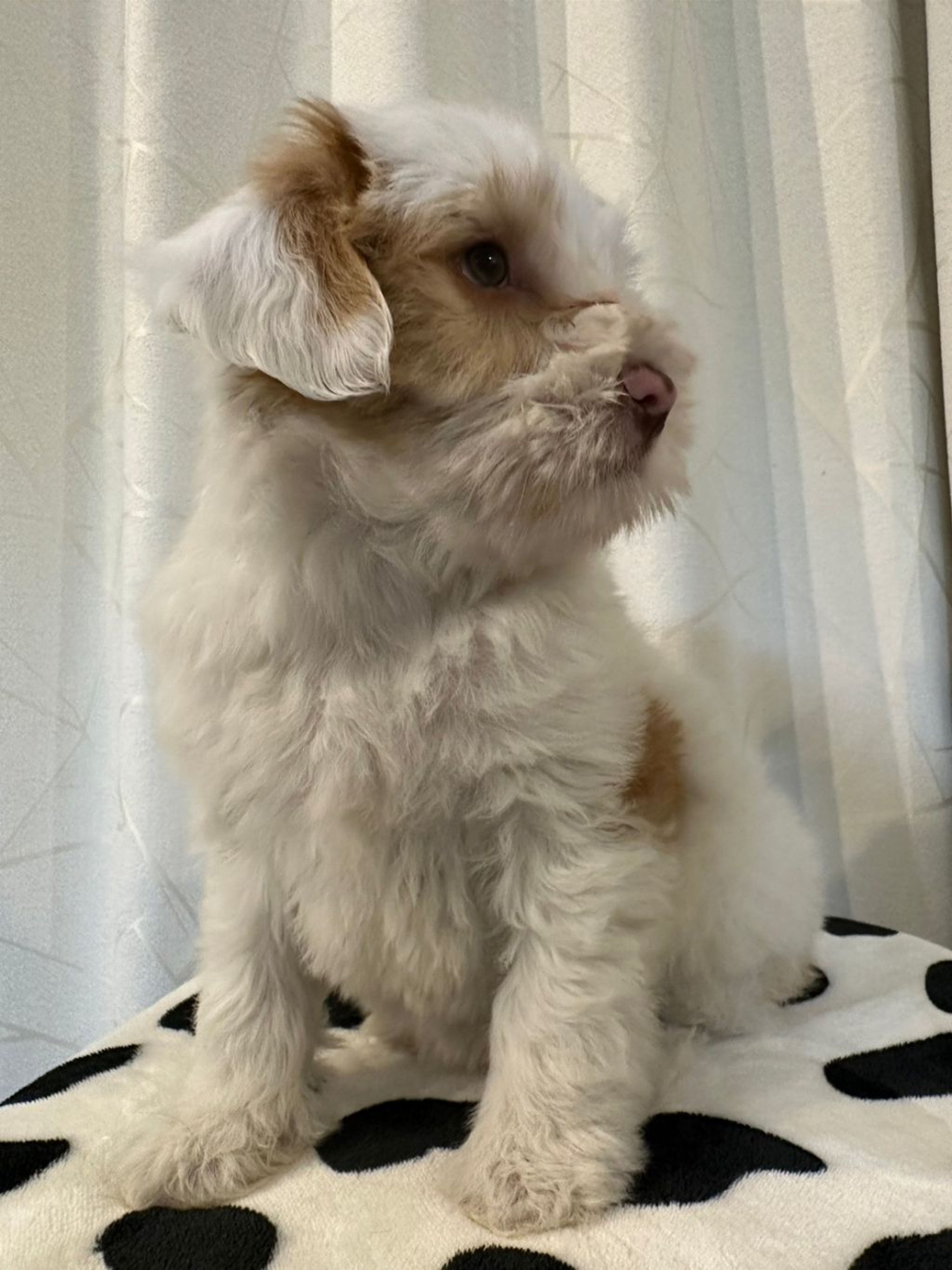 pet-image-3