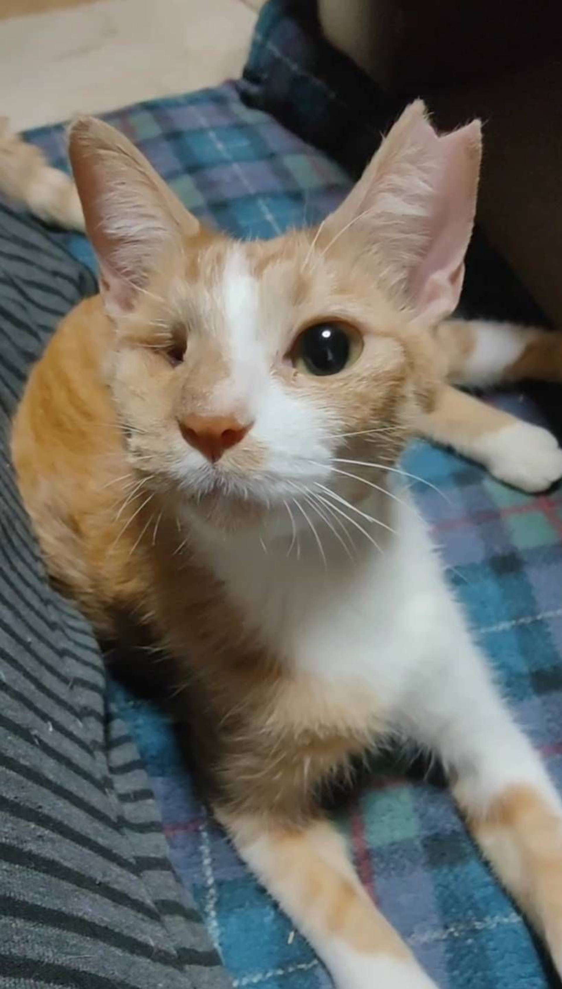 雑種（ミックス猫）・メスの里親募集の写真