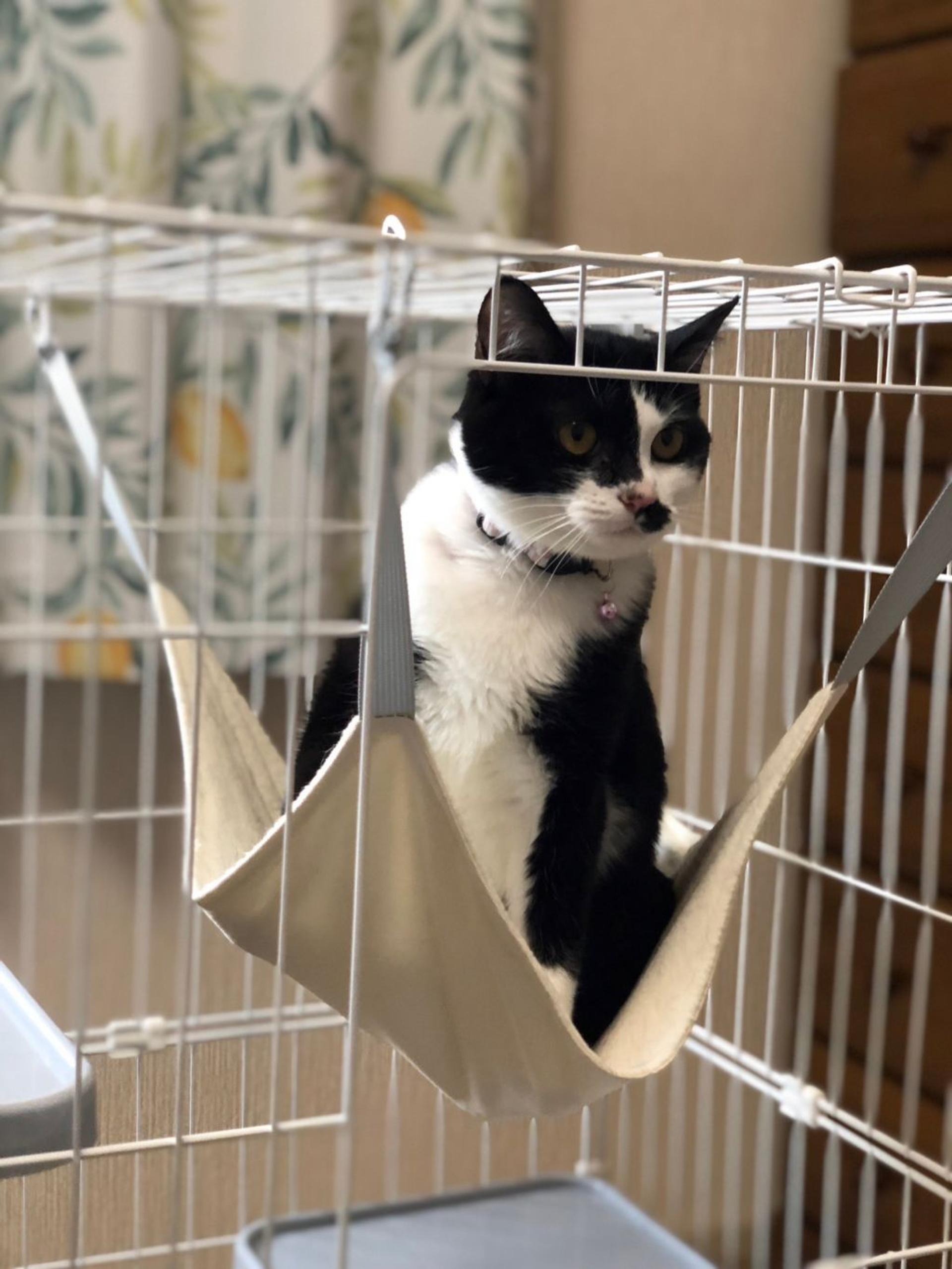 pet-image-6