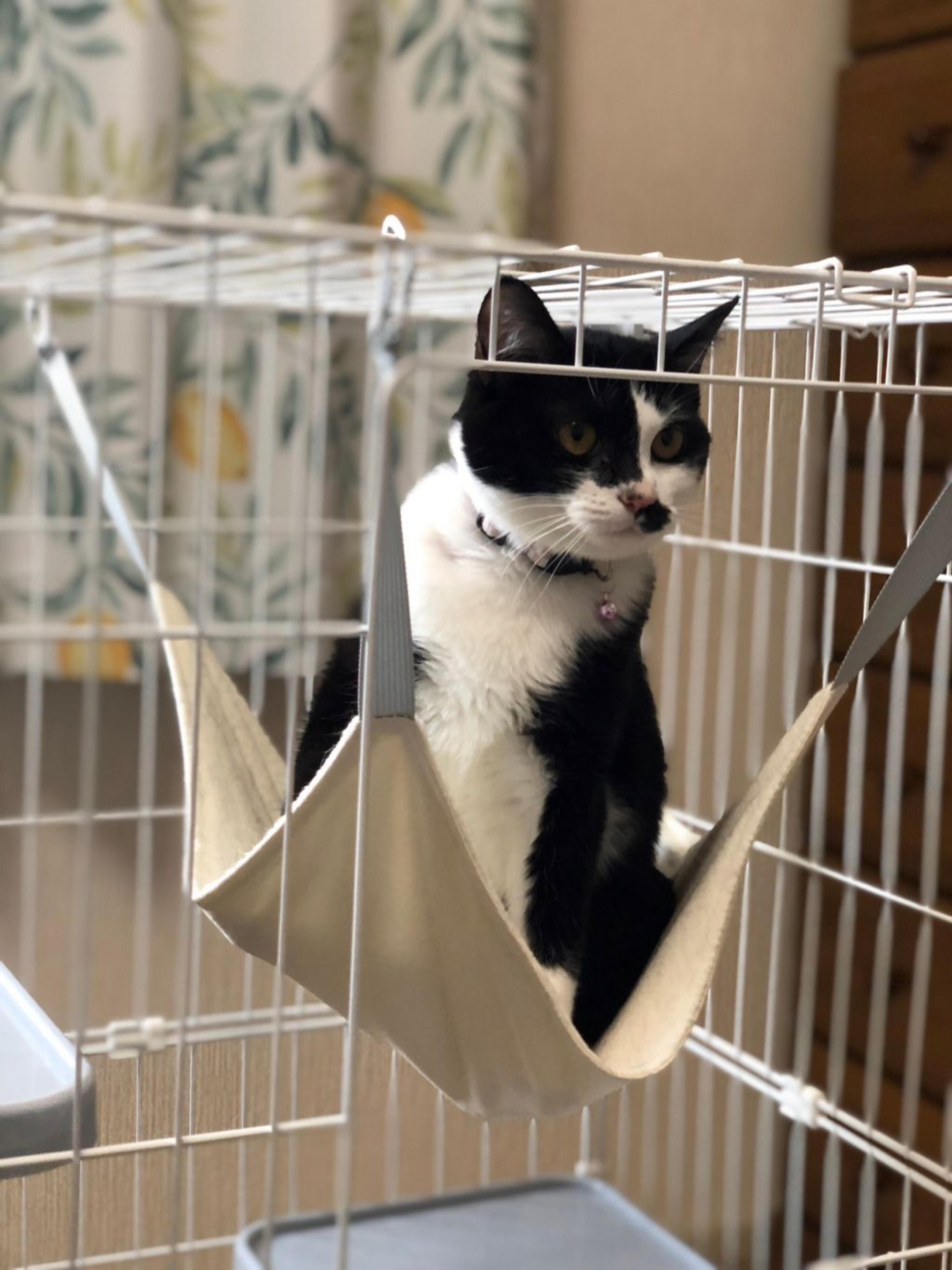 pet-image-6
