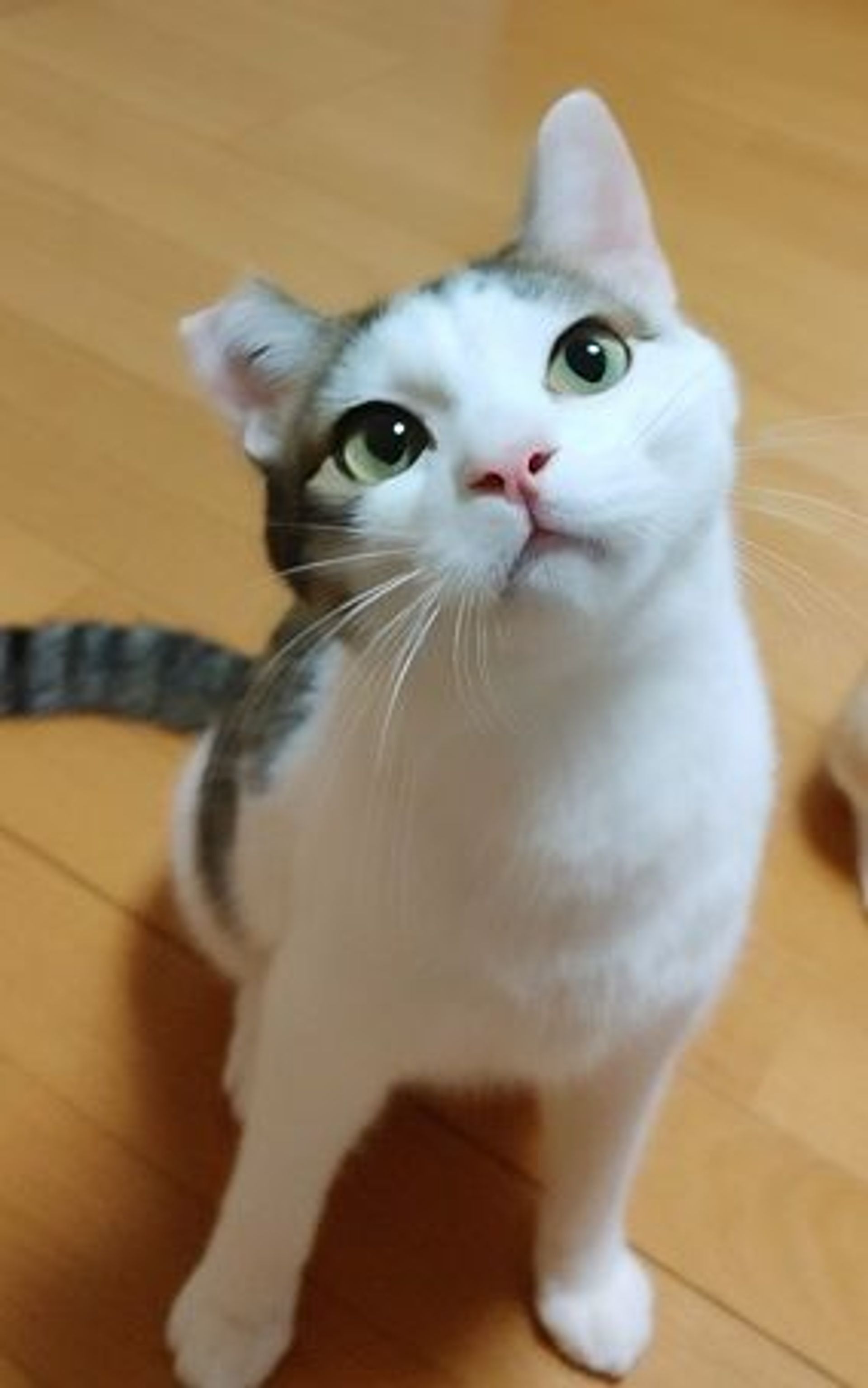 雑種（ミックス猫）・オスの里親募集の写真