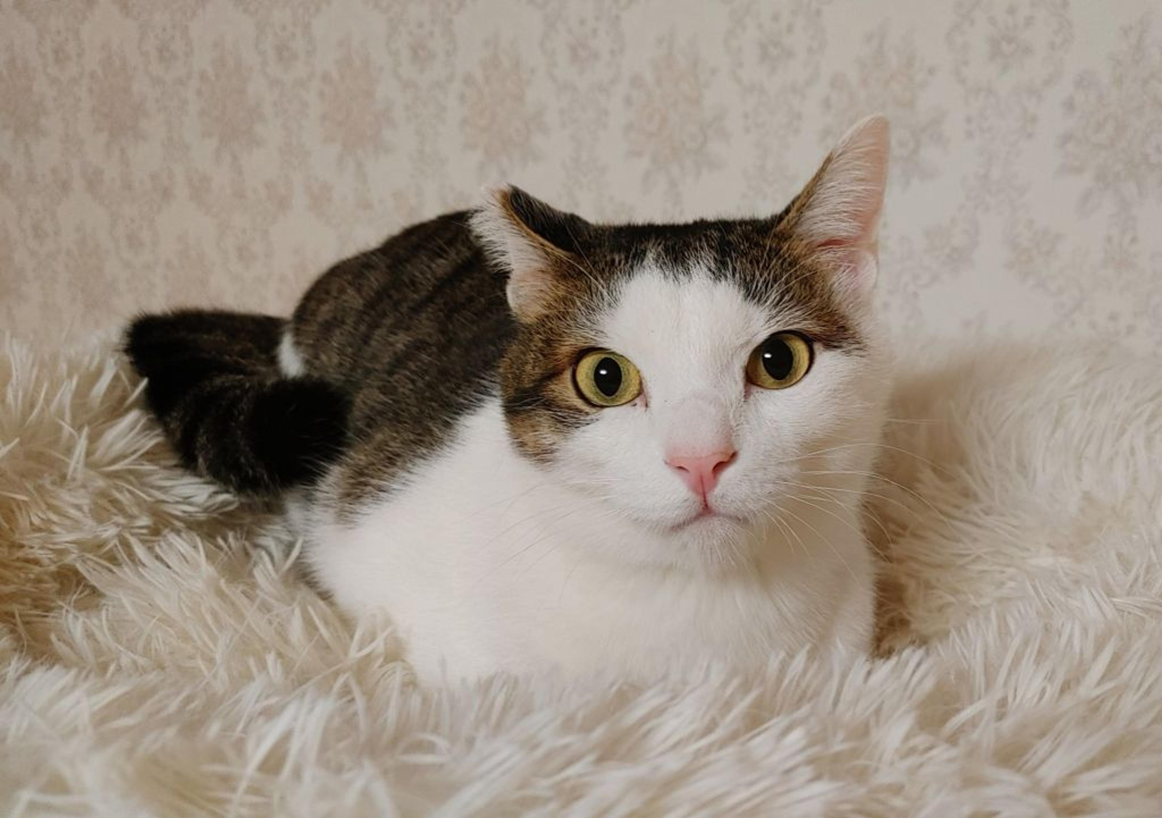 pet-image-2